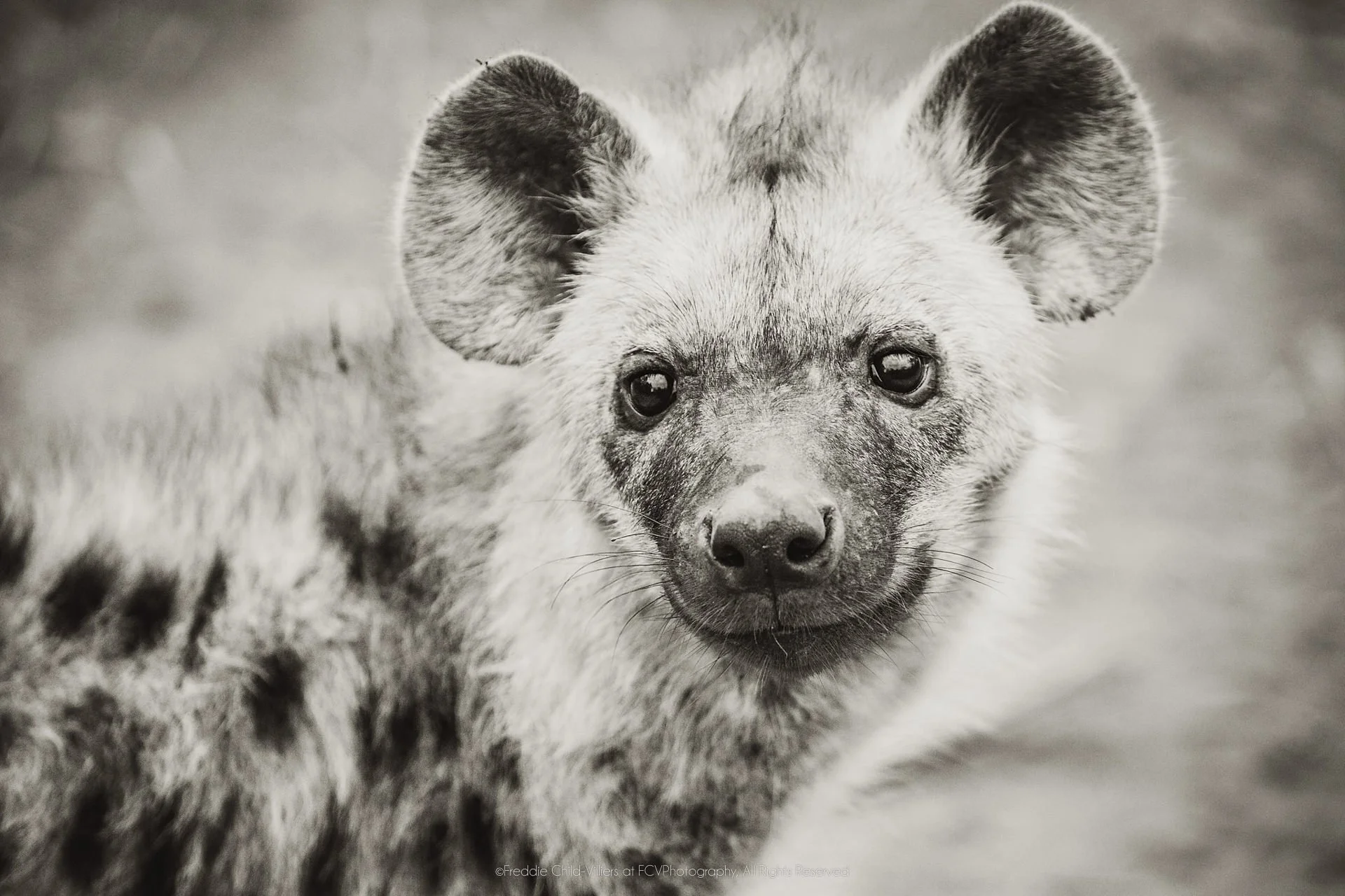 Spotted hyena facing forward in a close portrait, with rounded ears and a broad muzzle.