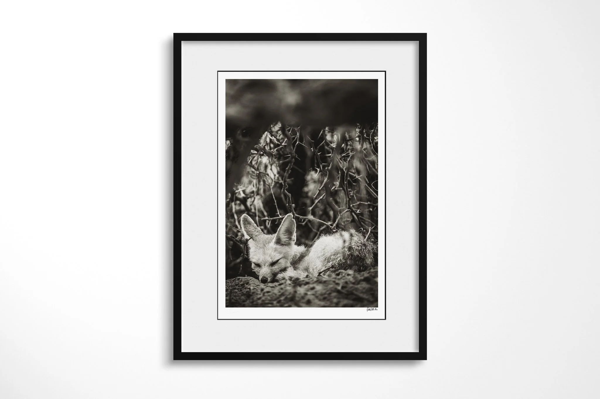 Framed presentation of Cape Fox with a white mount and black frame, showing cape fox lying low among leaf litter and sparse vegetation, its large ears upright.