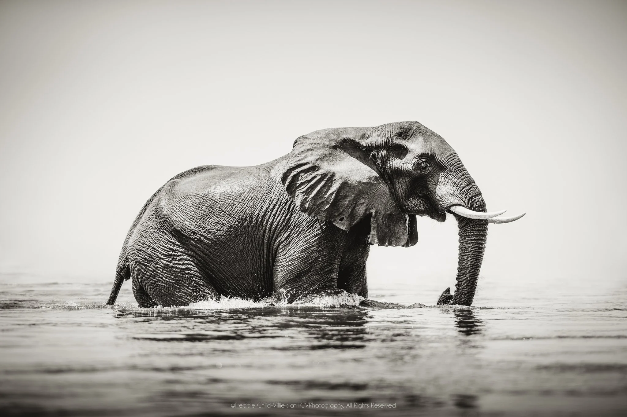 African savanna elephant standing in water with its trunk lowered into the dark surface.
