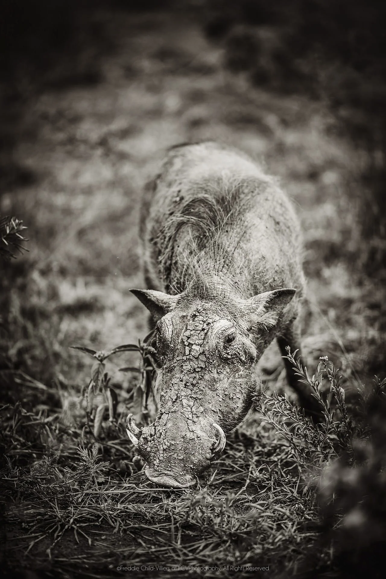 Common warthog with its head lowered to patchy ground, curved tusks and sparse mane visible.