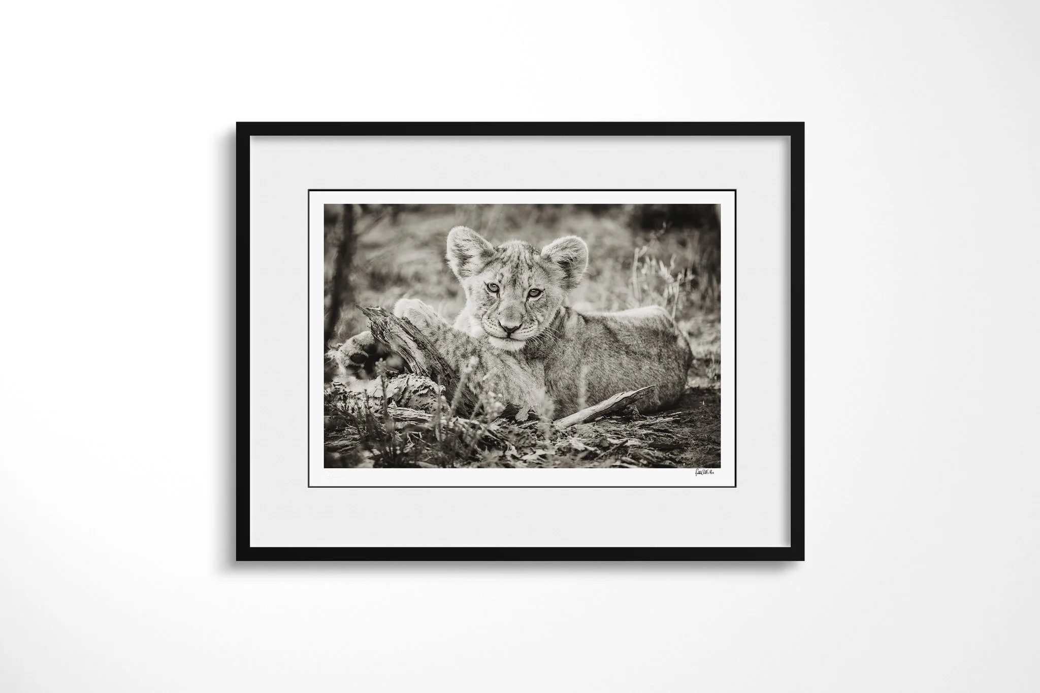 Framed presentation of Lion Cub with a white mount and black frame, showing lion cub reclining beside fallen wood, looking forward with its forepaws extended.