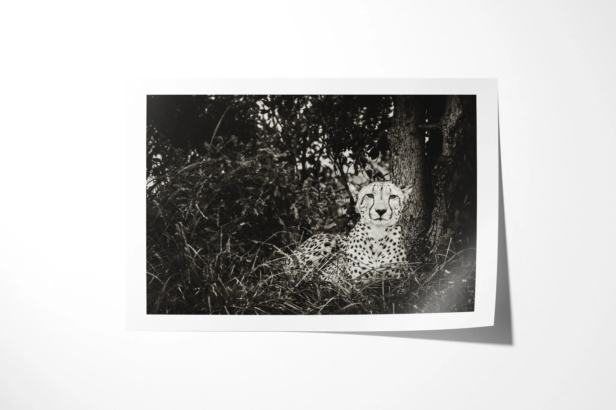 Fine art paper print of Cheetah, showing cheetah seated in shade beside a tree, facing forward through low grass.