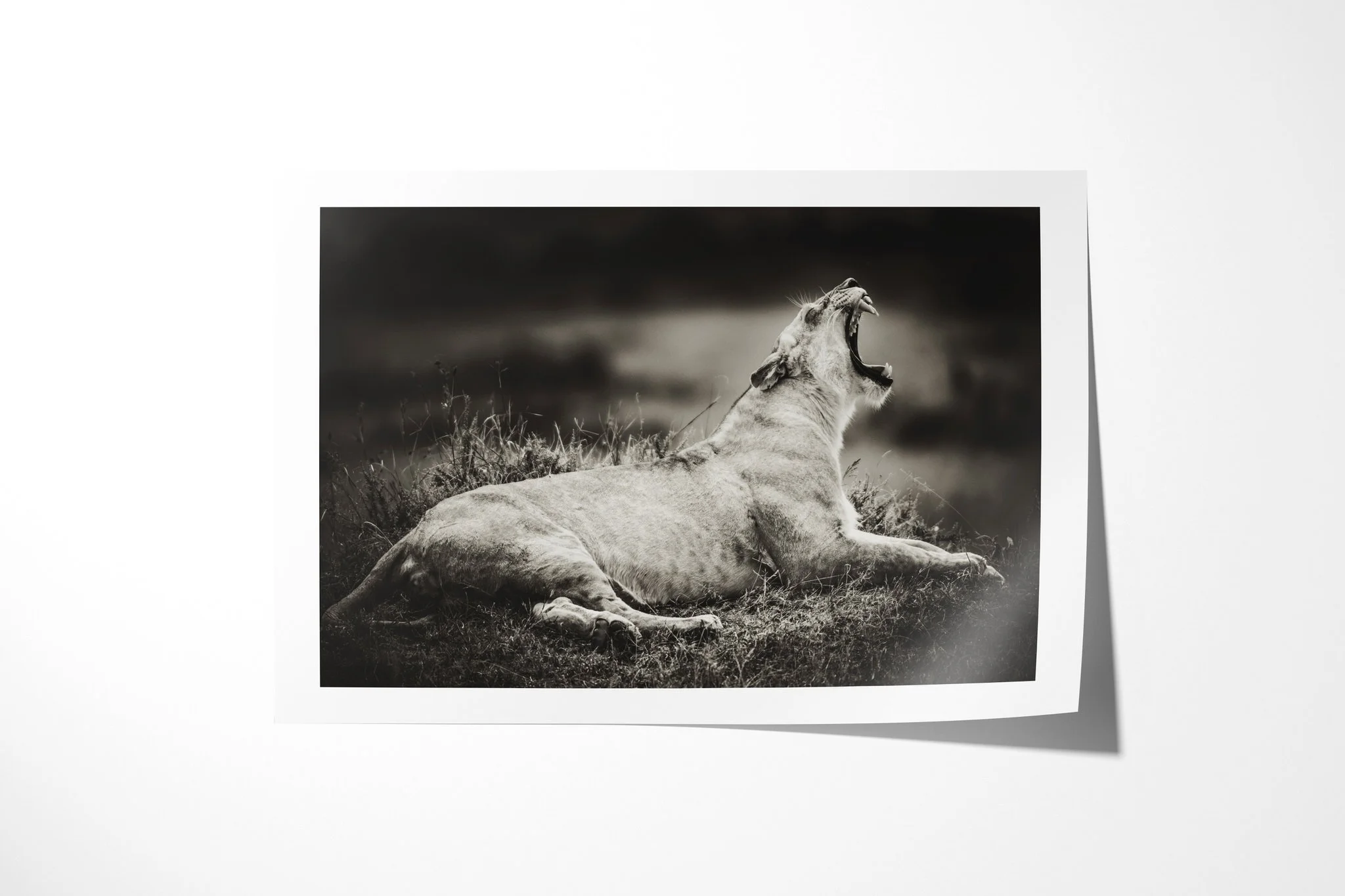 Fine art paper print of Howl, showing lion lying in short grass with its head raised and mouth open.