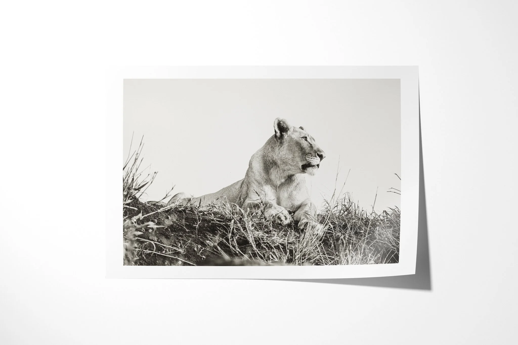 Fine art paper print of Pride I, showing lioness reclining on a grassy rise in side profile against a broad pale sky.