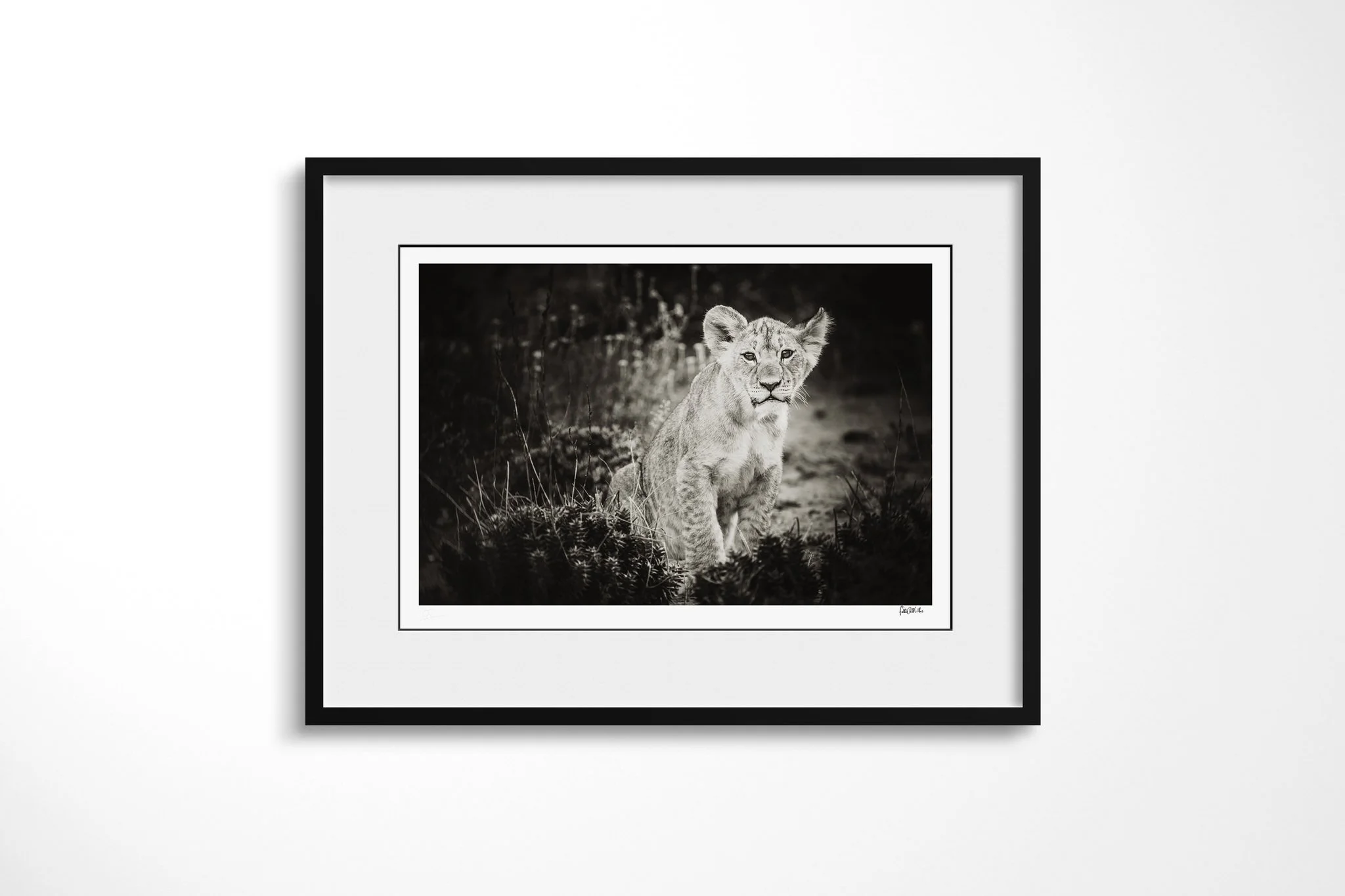 Framed presentation of Inquisition with a white mount and black frame, showing lion cub standing front-on amid tall grass, with rounded ears and dark eyes directed towards the camera.