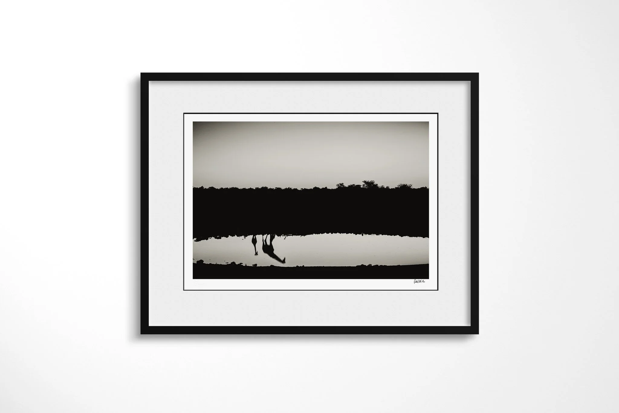 Framed presentation of Reflections with a white mount and black frame, showing giraffe standing at dark water, its long legs and neck repeated in an elongated reflection.