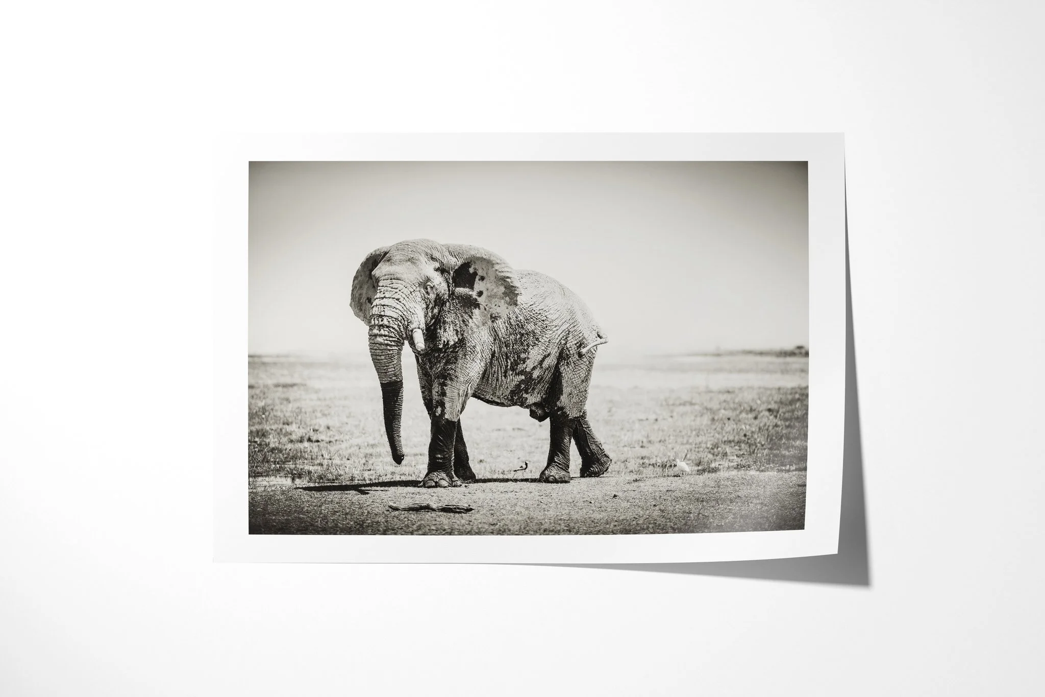 Fine art paper print of Weathered, showing mud-marked African savanna elephant walking across a dry open plain with its trunk lowered.