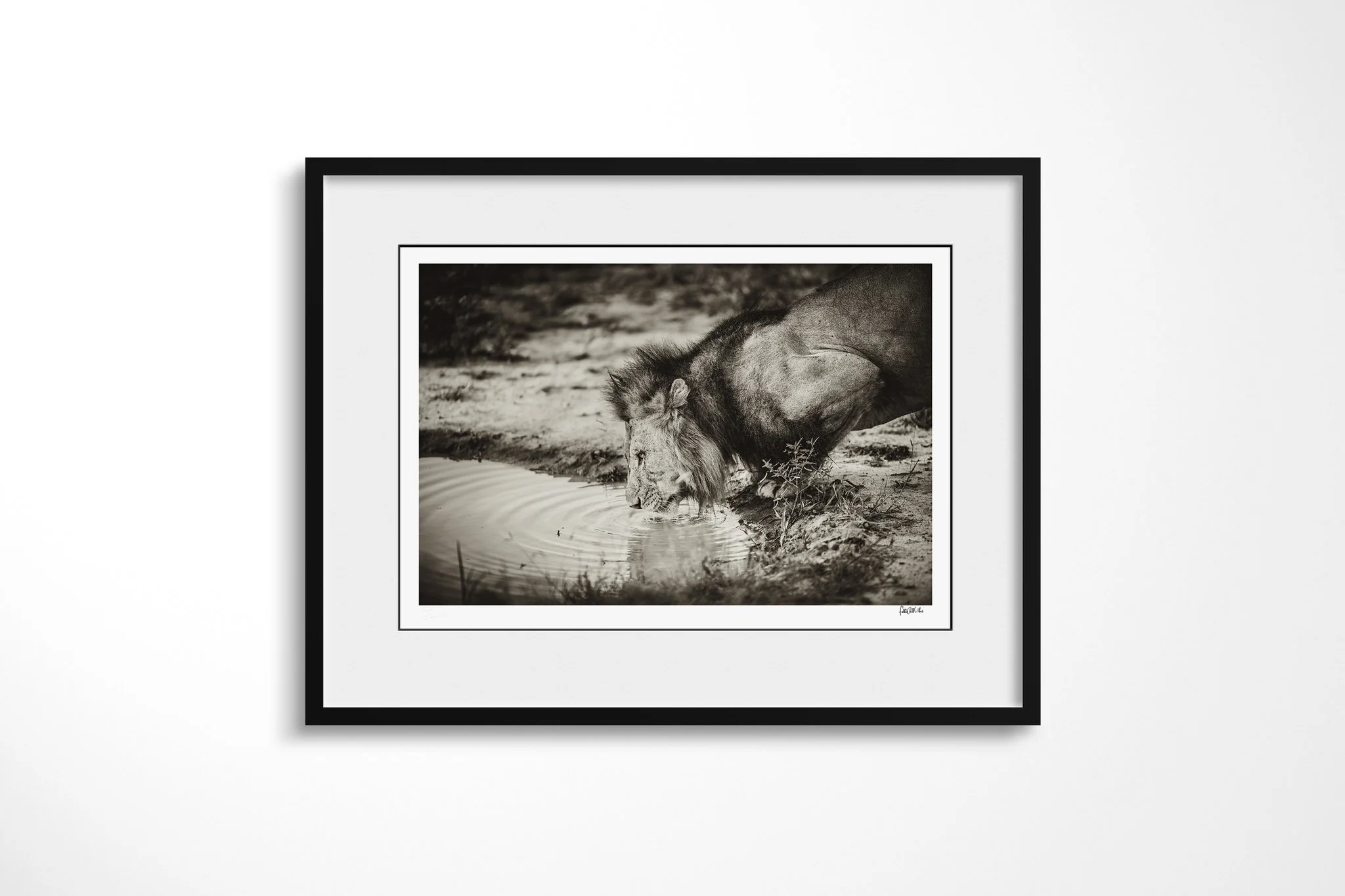 Framed presentation of Parched with a white mount and black frame, showing maned male lion drinking at the edge of a small waterhole, with his reflection broken by ripples.