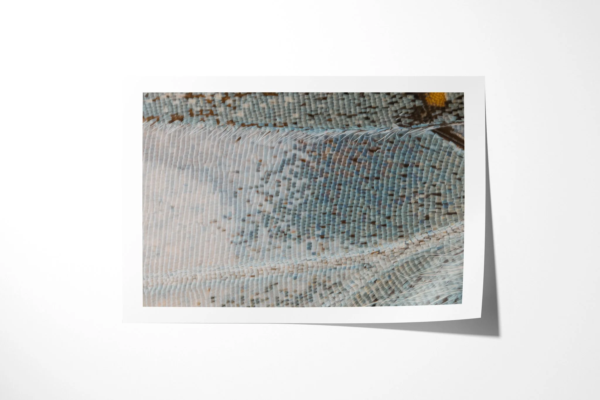 Fine art paper print of Cymothoe beckeri - Cymothoe Tribe VI, showing cool blue-grey wing scales, a raised pale ridge and fine translucent hairs.