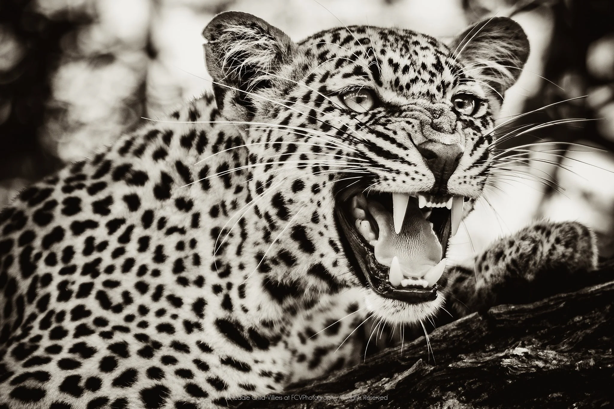 Close leopard portrait with mouth open, upper lip raised and canines visible.