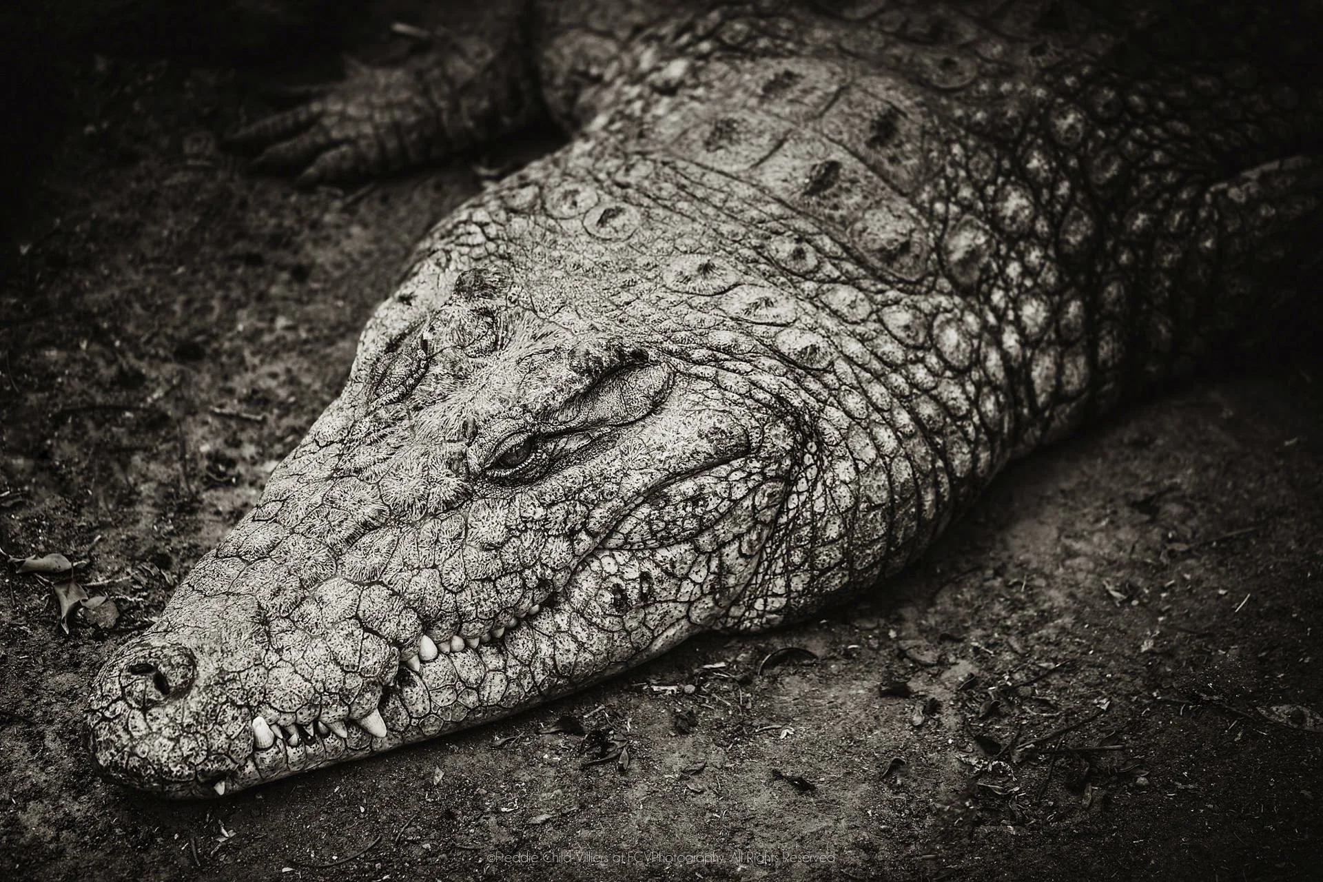 Close view of a Nile crocodile’s broad head resting low on the ground, with heavy facial scutes visible.