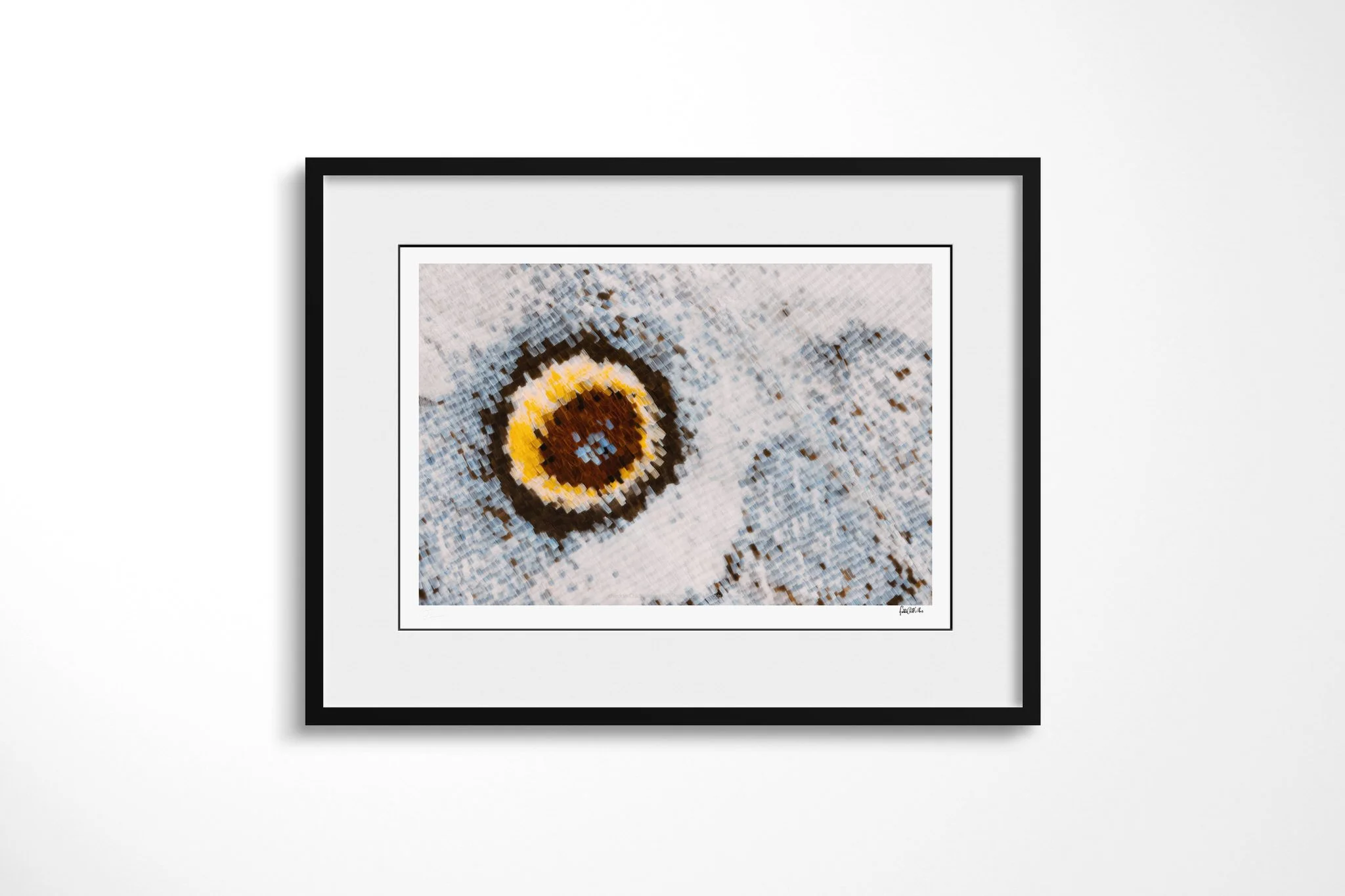 Black-framed presentation of Salamis anacardii duprei - Junoniini Tribe IV with a white mount, showing a yellow-ringed brown eyespot with blue-white flecks on pale silver-blue wing scales.
