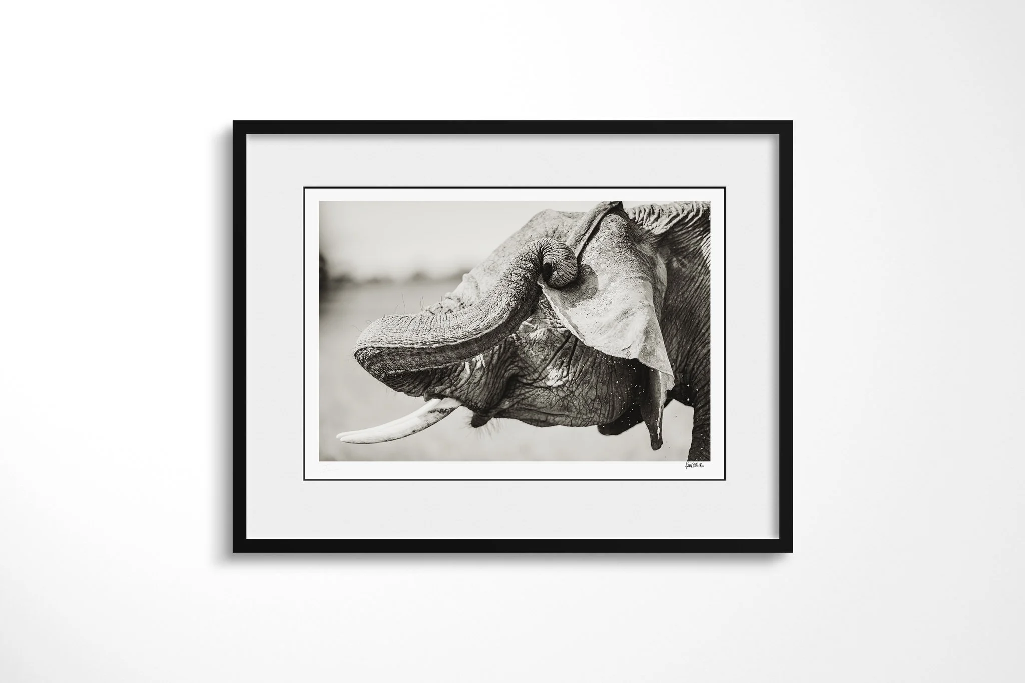 Framed presentation of The Itch with a white mount and black frame, showing close African savanna elephant portrait with its trunk curled across the face and one tusk.