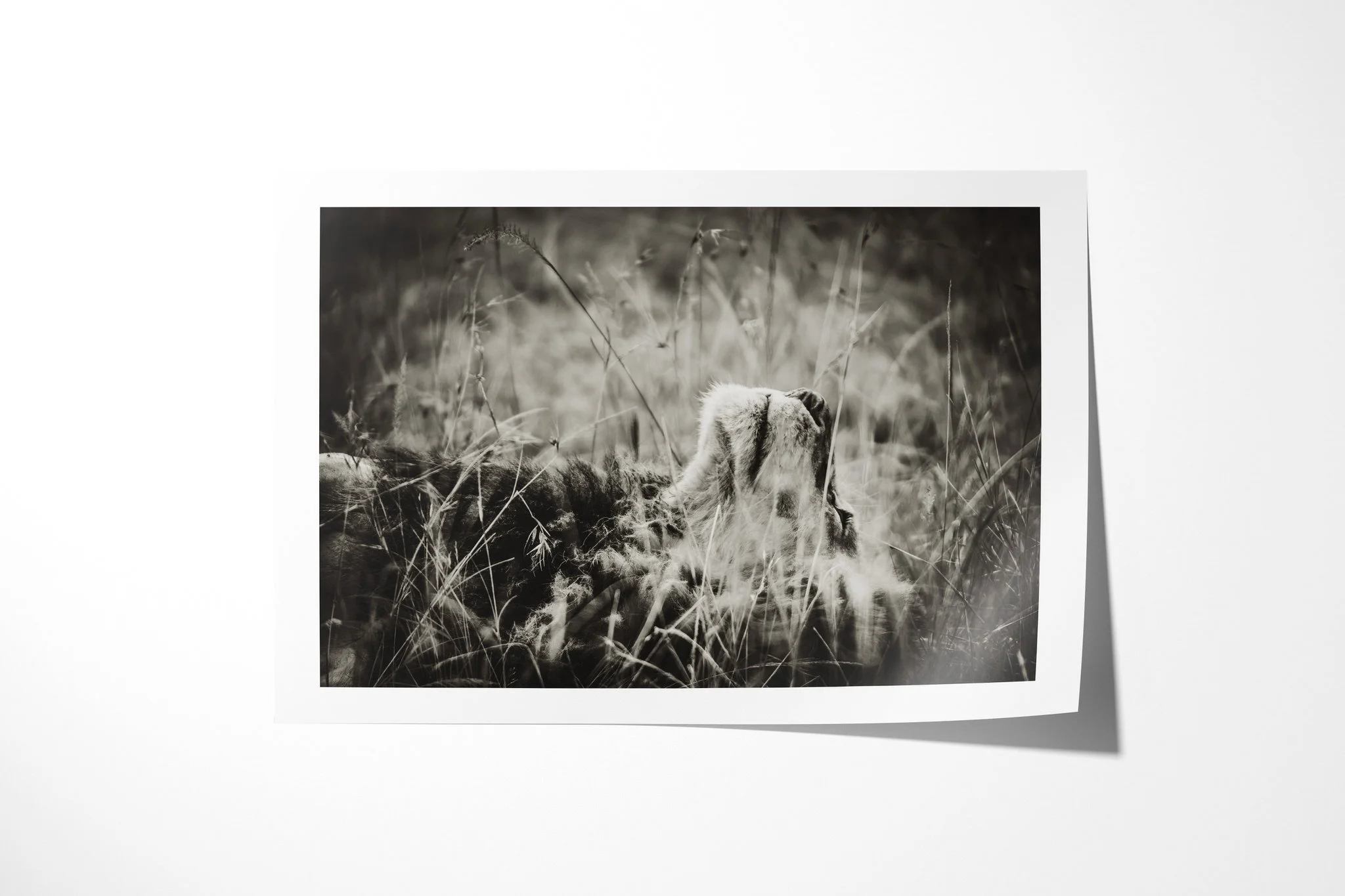 Fine art paper print of Day Dream, showing lion lying in long grass, seen mainly from behind with its head raised above the stems.