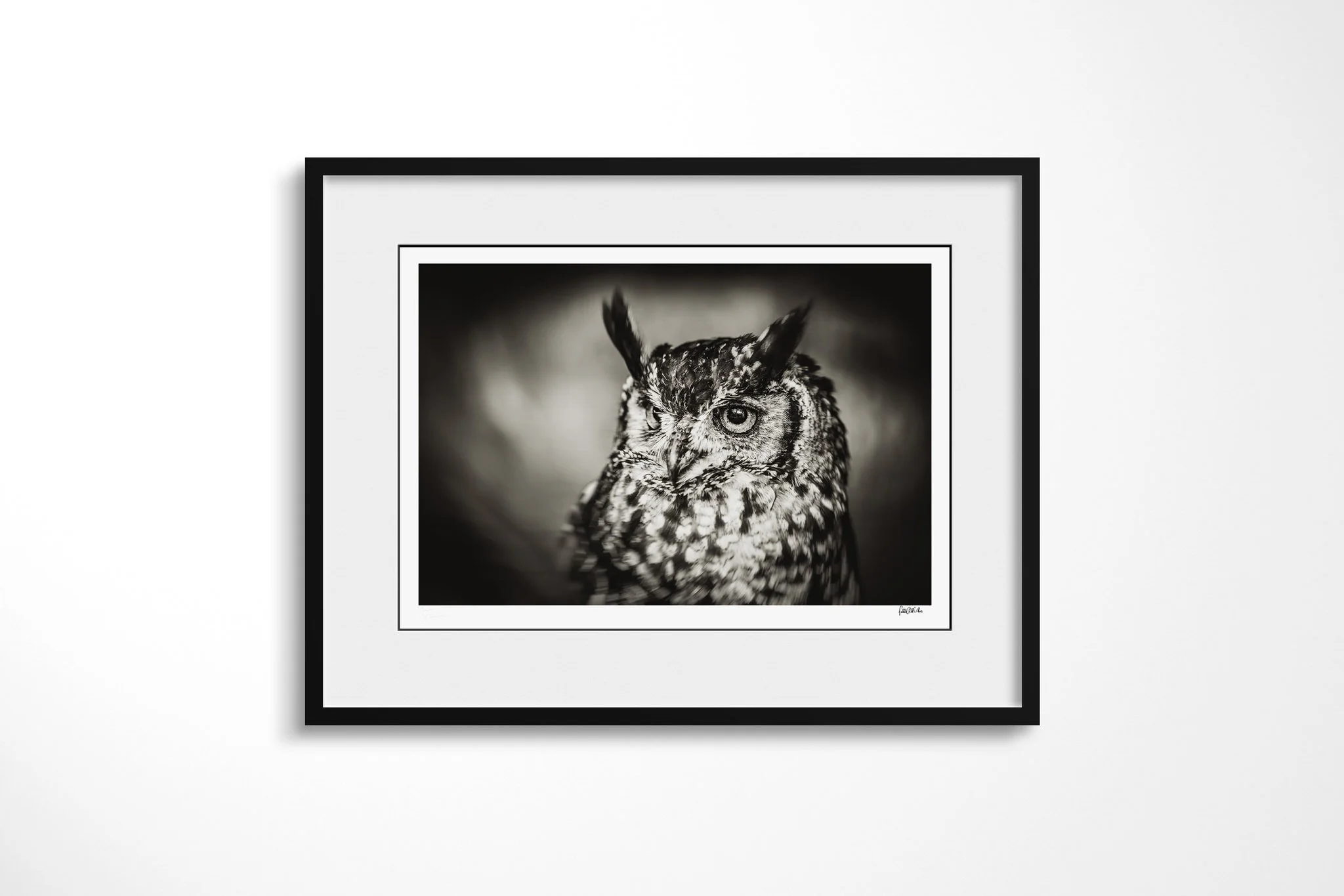 Framed presentation of Contemplate with a white mount and black frame, showing close portrait of an eagle-owl with prominent ear tufts, large eyes and densely mottled plumage.