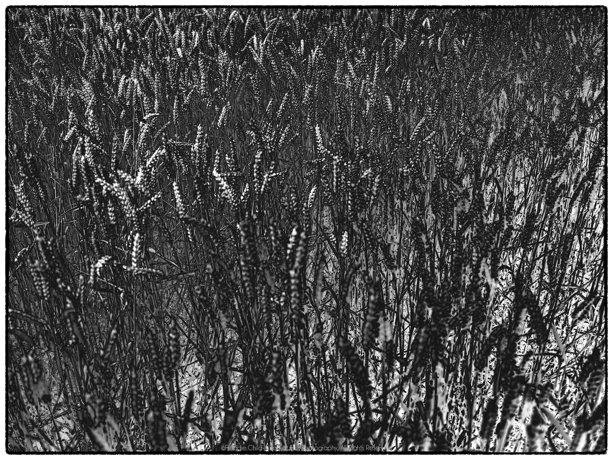 Dense monochrome field of grain-like seed heads and slender overlapping stems.