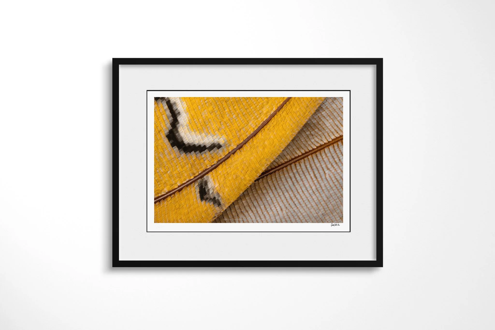 Black-framed presentation of Charaxes bipunctatus - Nymphalini Tribe with a white mount, showing golden and pale blue-grey wing scales intersected by brown veins and black-edged cream markings.