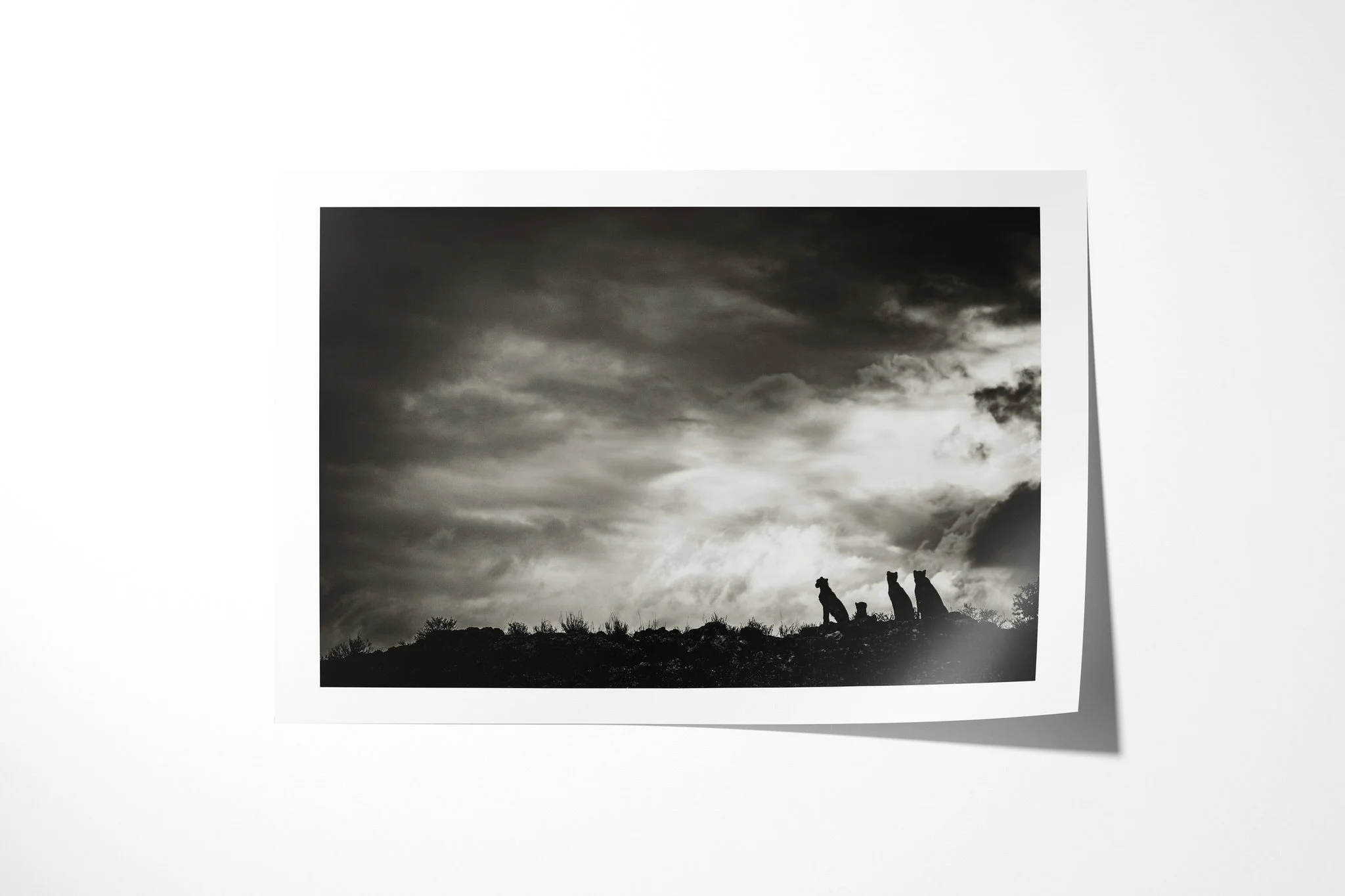 Fine art paper print of Doomsday, showing four cheetahs silhouetted along a low ridge beneath a broad sky of layered dark clouds.