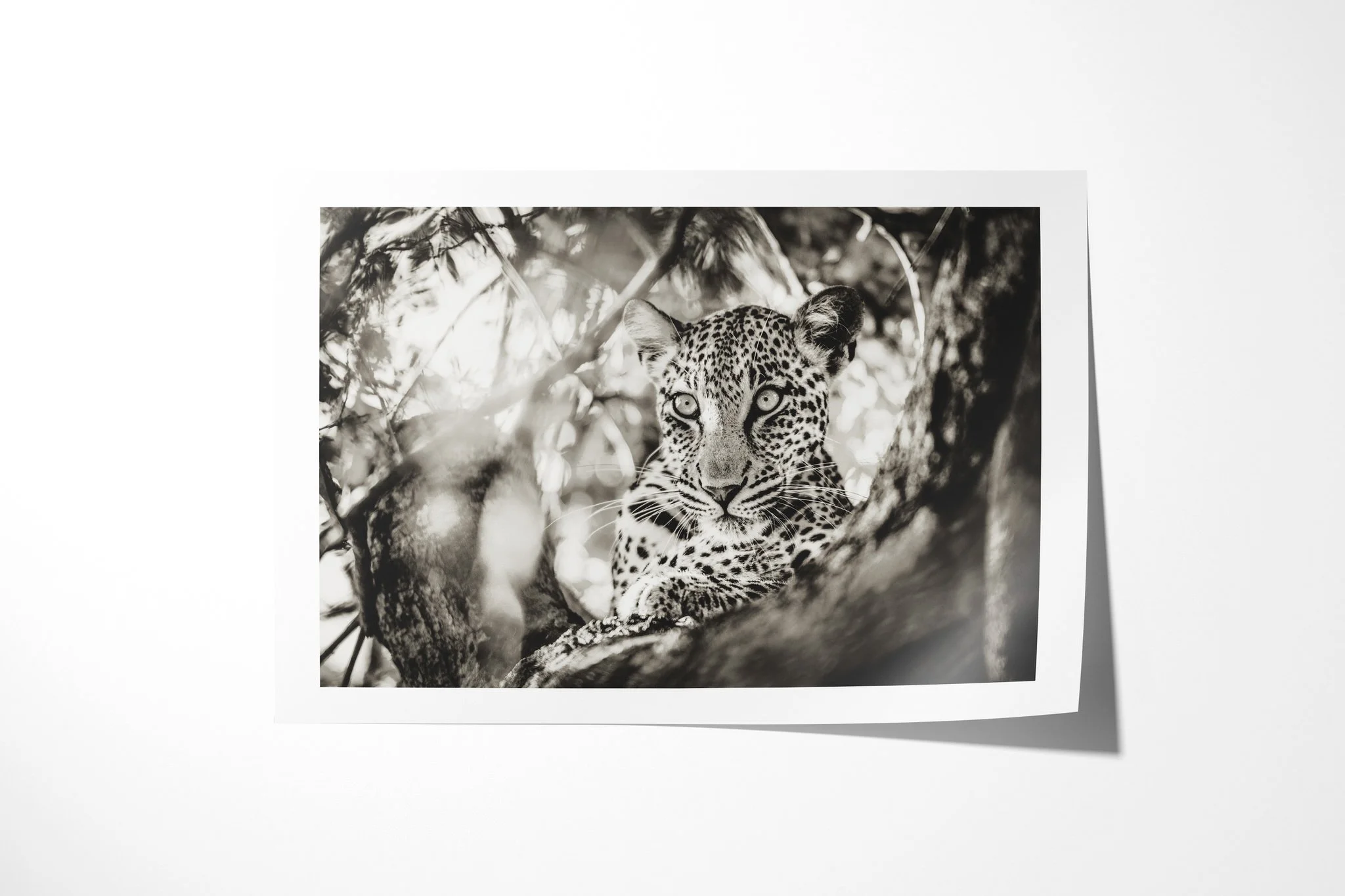 Fine art paper print of Focus, showing leopard resting between crossing tree branches, looking directly towards the camera.