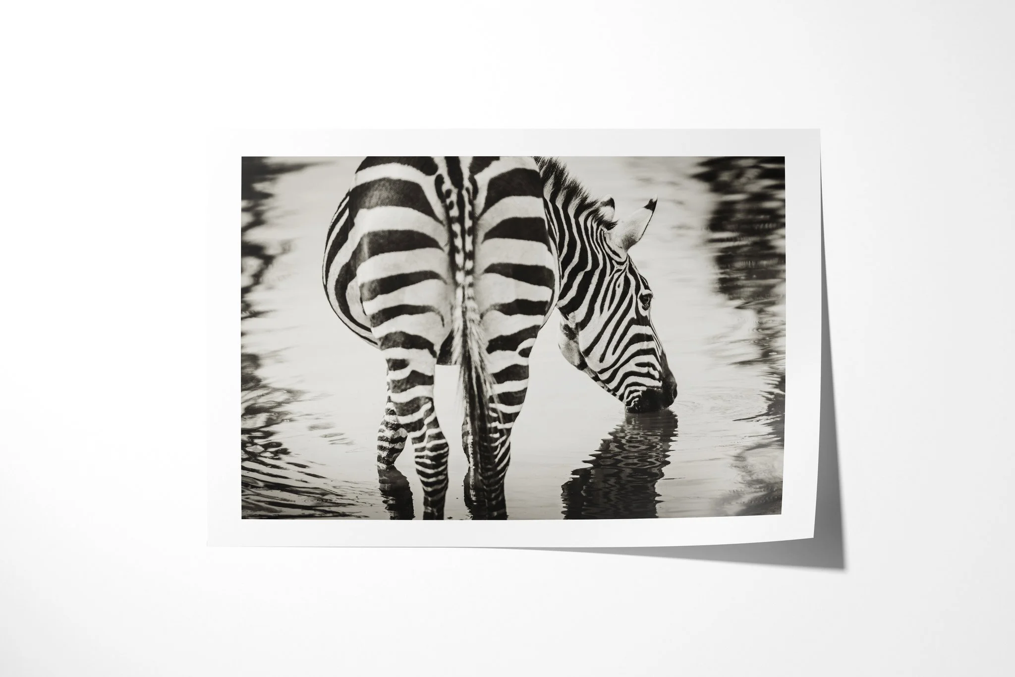 Fine art paper print of Zig Zag, showing plains zebra drinking in shallow water, seen from the rear and side with a broken reflection below.