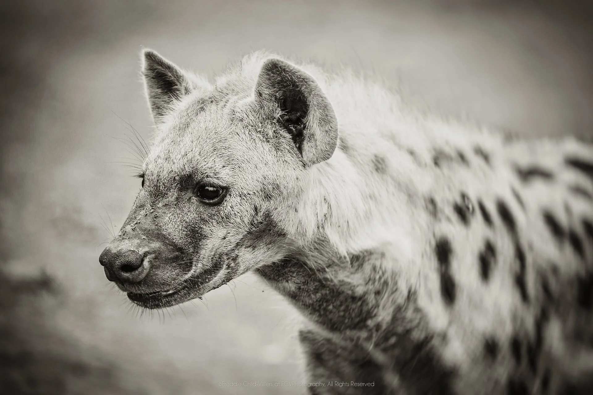 Spotted hyena in side profile, with rounded ear, broad muzzle and sloping back visible.