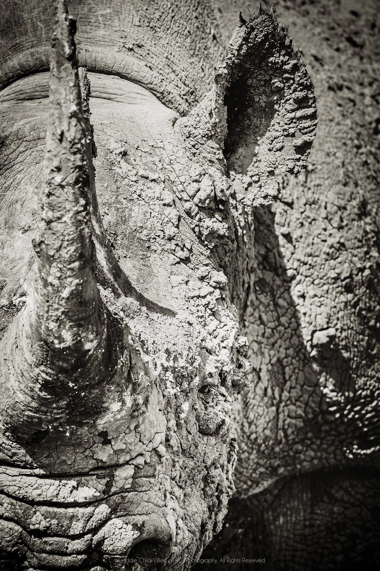 Extreme close view of a rhinoceros face and horns, with cracked dried mud across the skin.