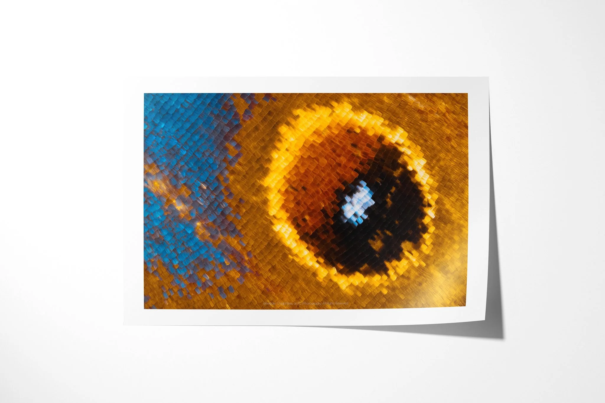 Fine art paper print of Protogoniomorpha temora - Junoniini Tribe, showing an oval black and rust eyespot ringed in gold amid cyan, violet and ochre wing scales.
