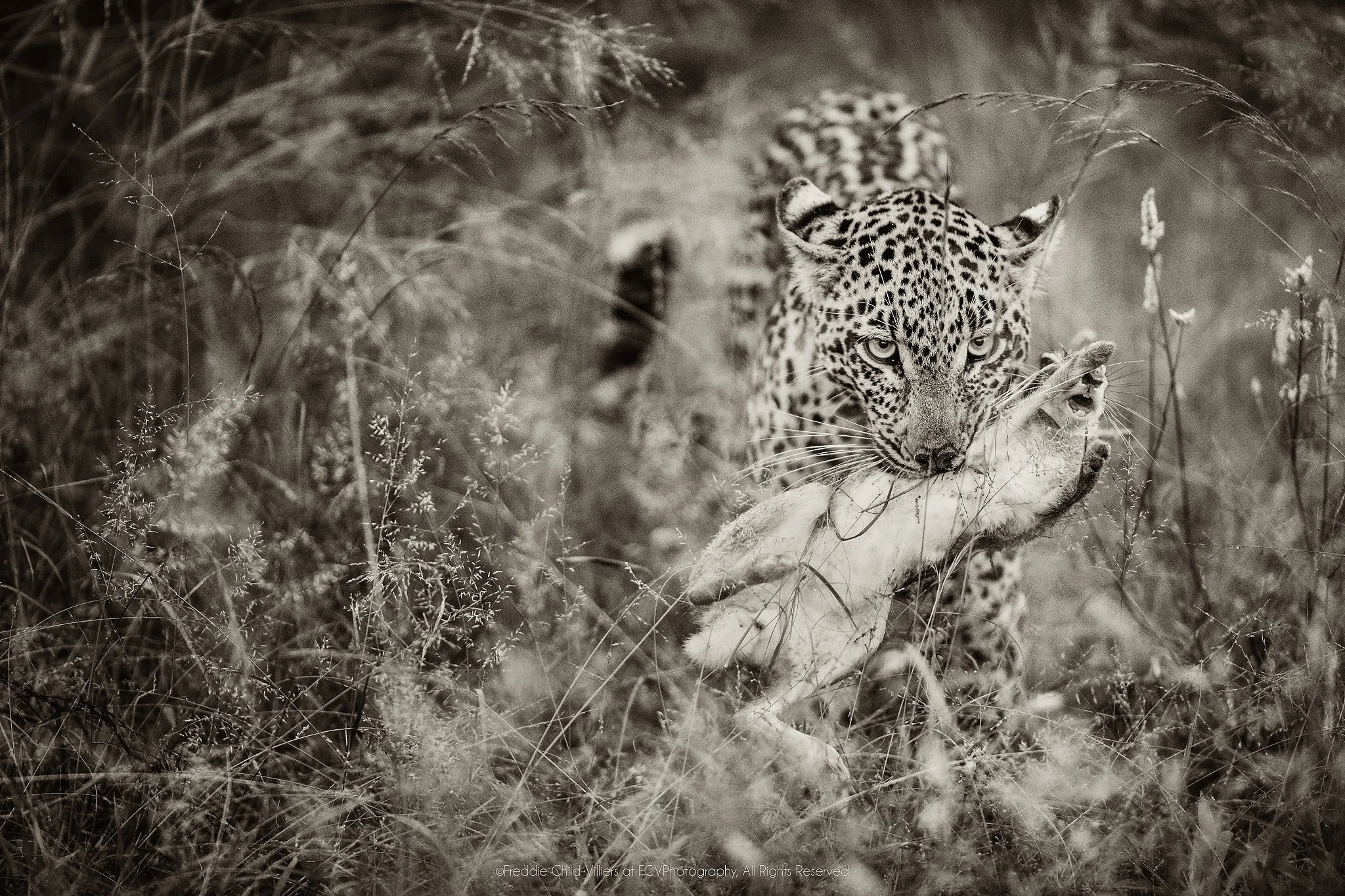 Leopard standing in tall grass with scrub hare remains held in its jaws.