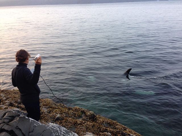 Some photos from the whale sighting we talk about in &ldquo;Orca Story.&rdquo; If you haven&rsquo;t heard the episode yet, go check it out! Find the link in our bio.

#Orca #KillerWhale #Podcast #Seattle #BritishColumbia