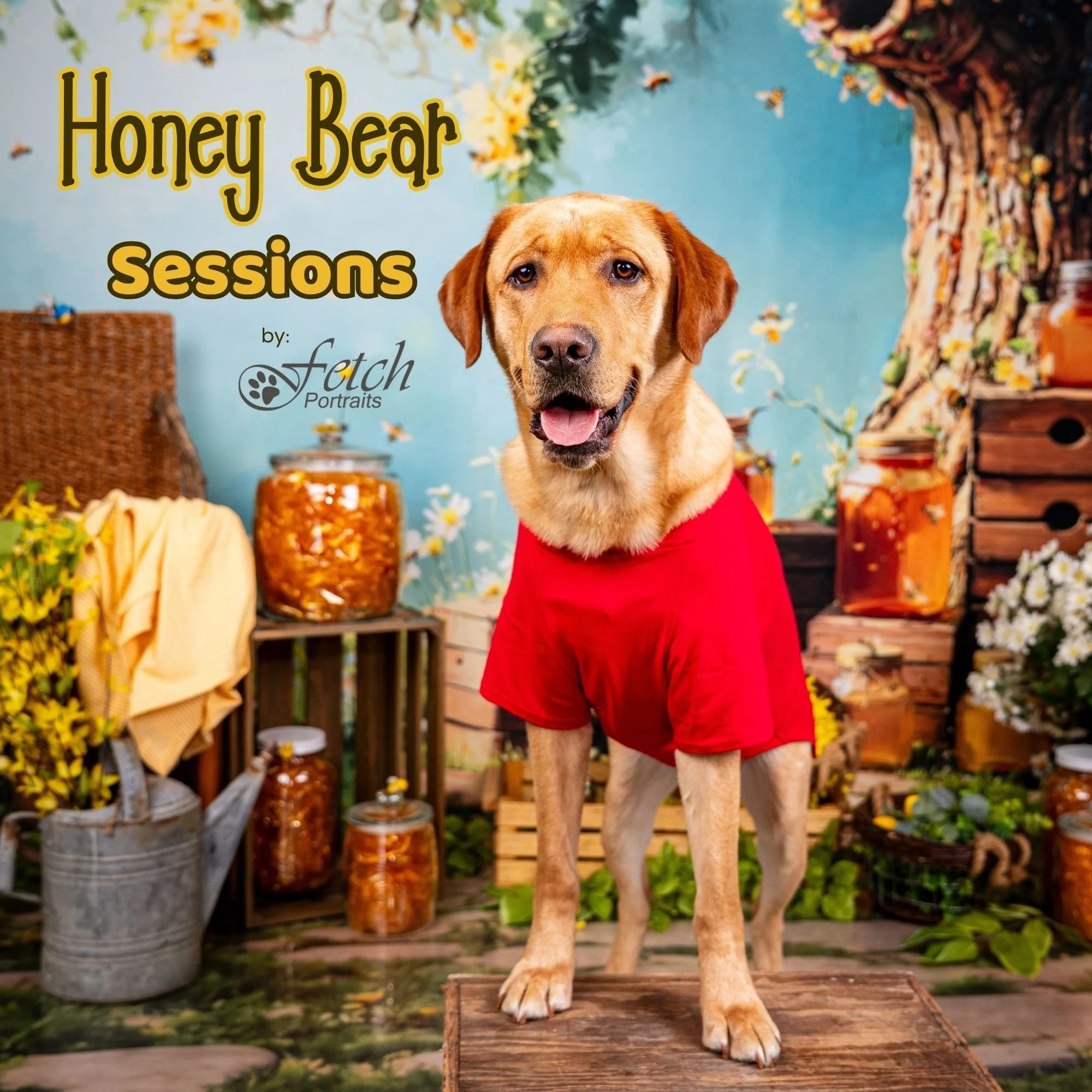 Fetch Portraits Pet Portrait Session