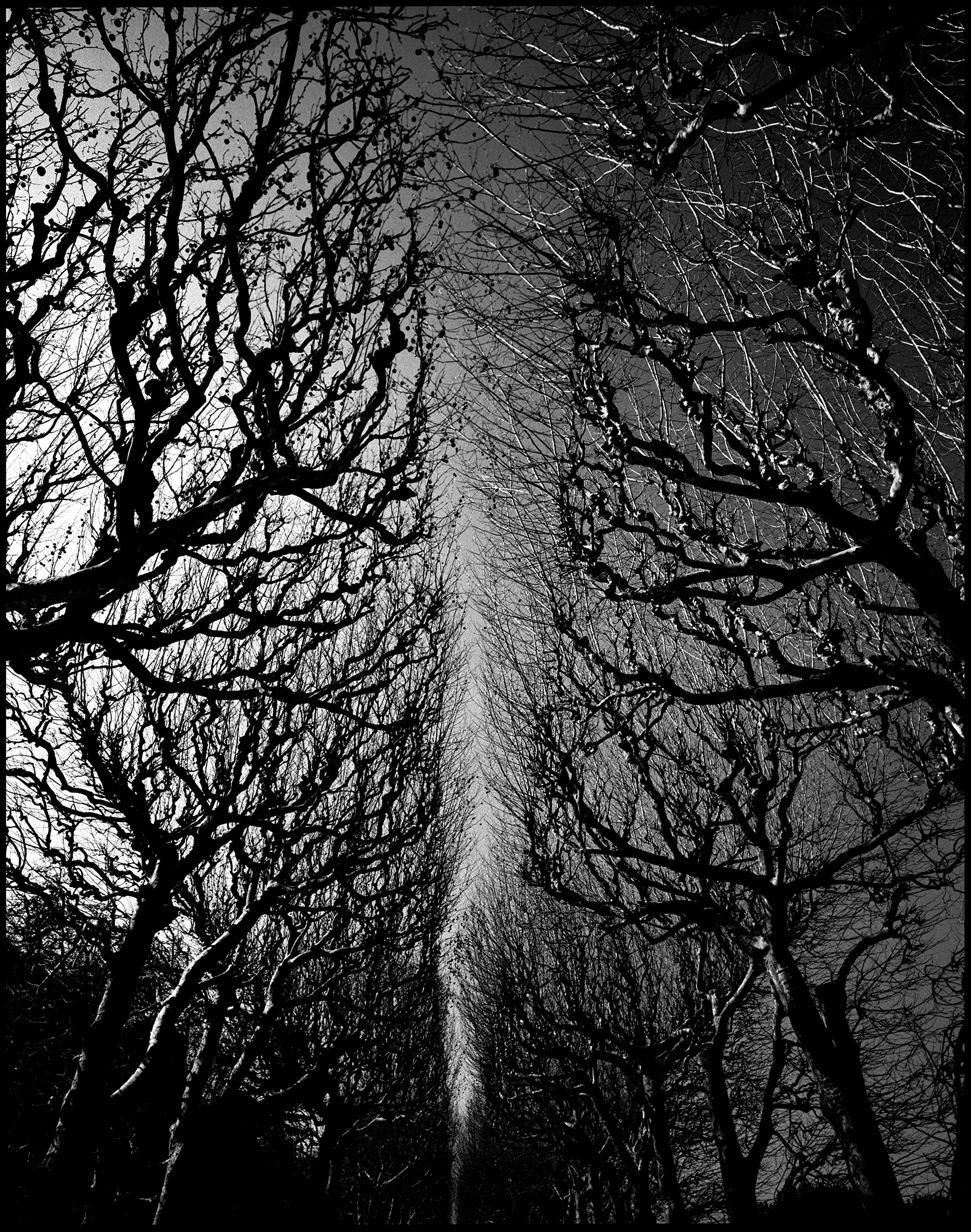 Paris Trees 7