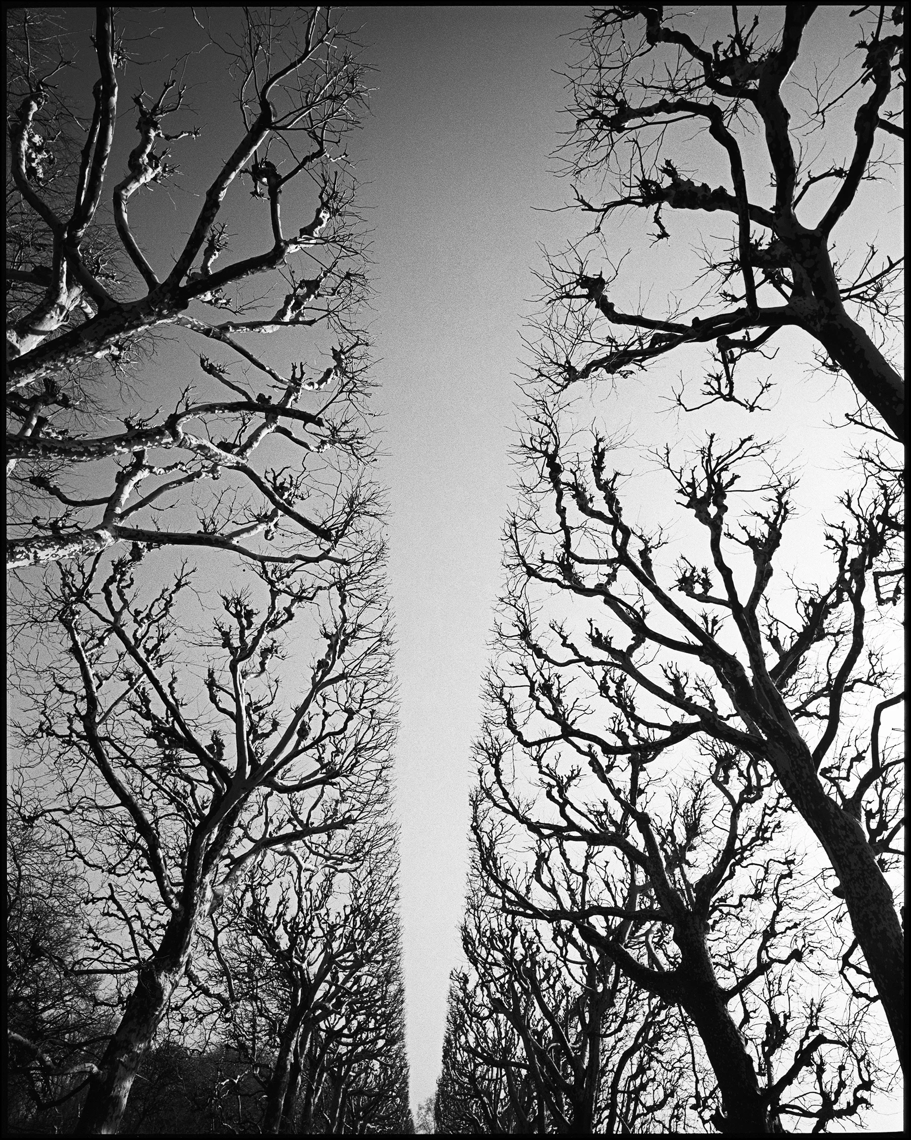 Paris Trees 1