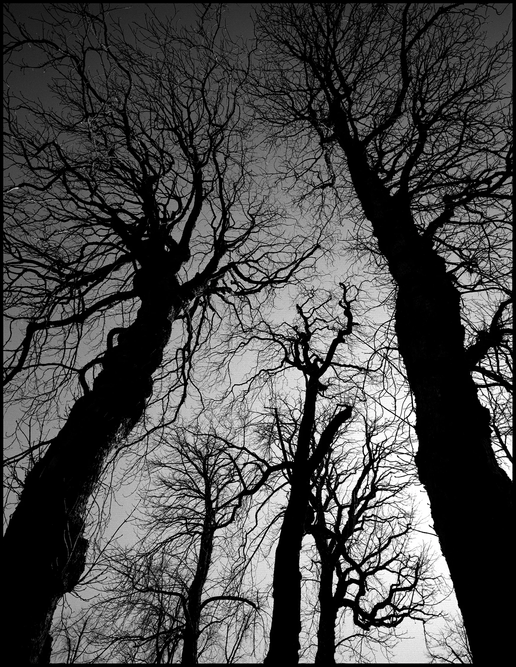 Paris Trees 8