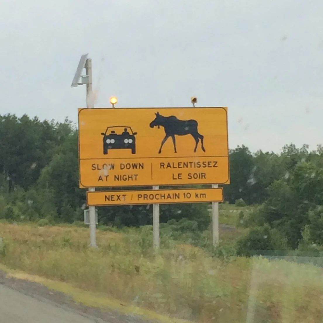 moose crossing.jpg