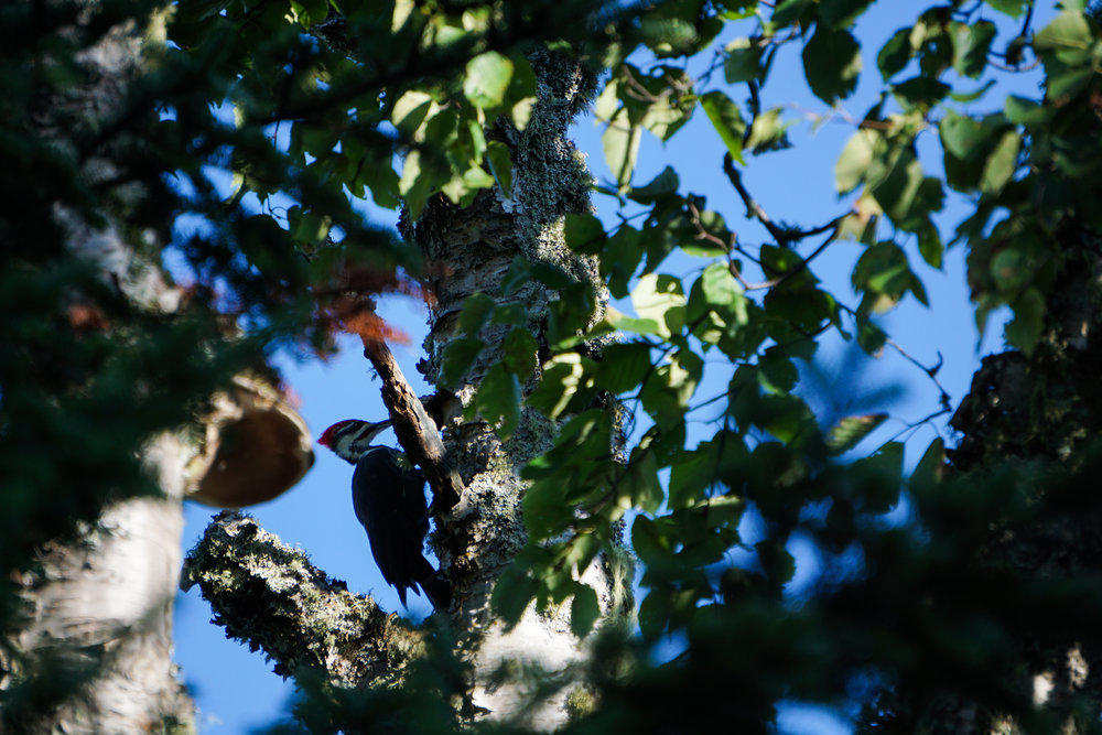  A woodpecker 