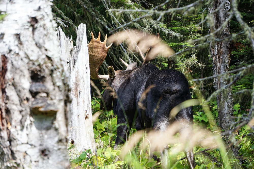  Moose, seen in the first 15 minutes of hiking 