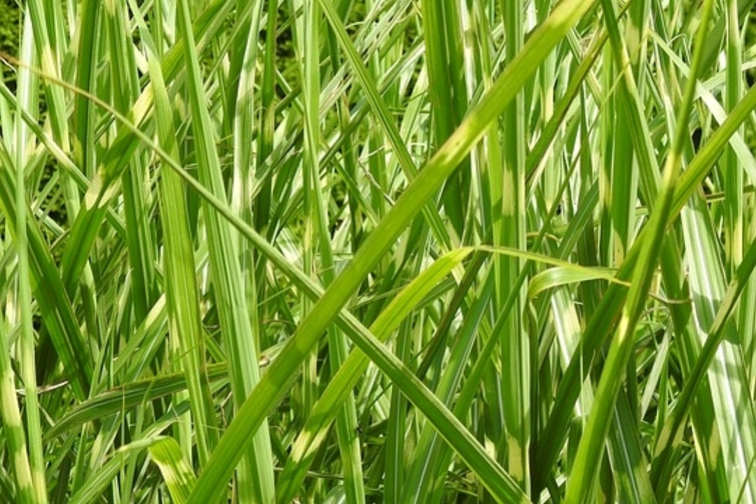 grass3.jpeg