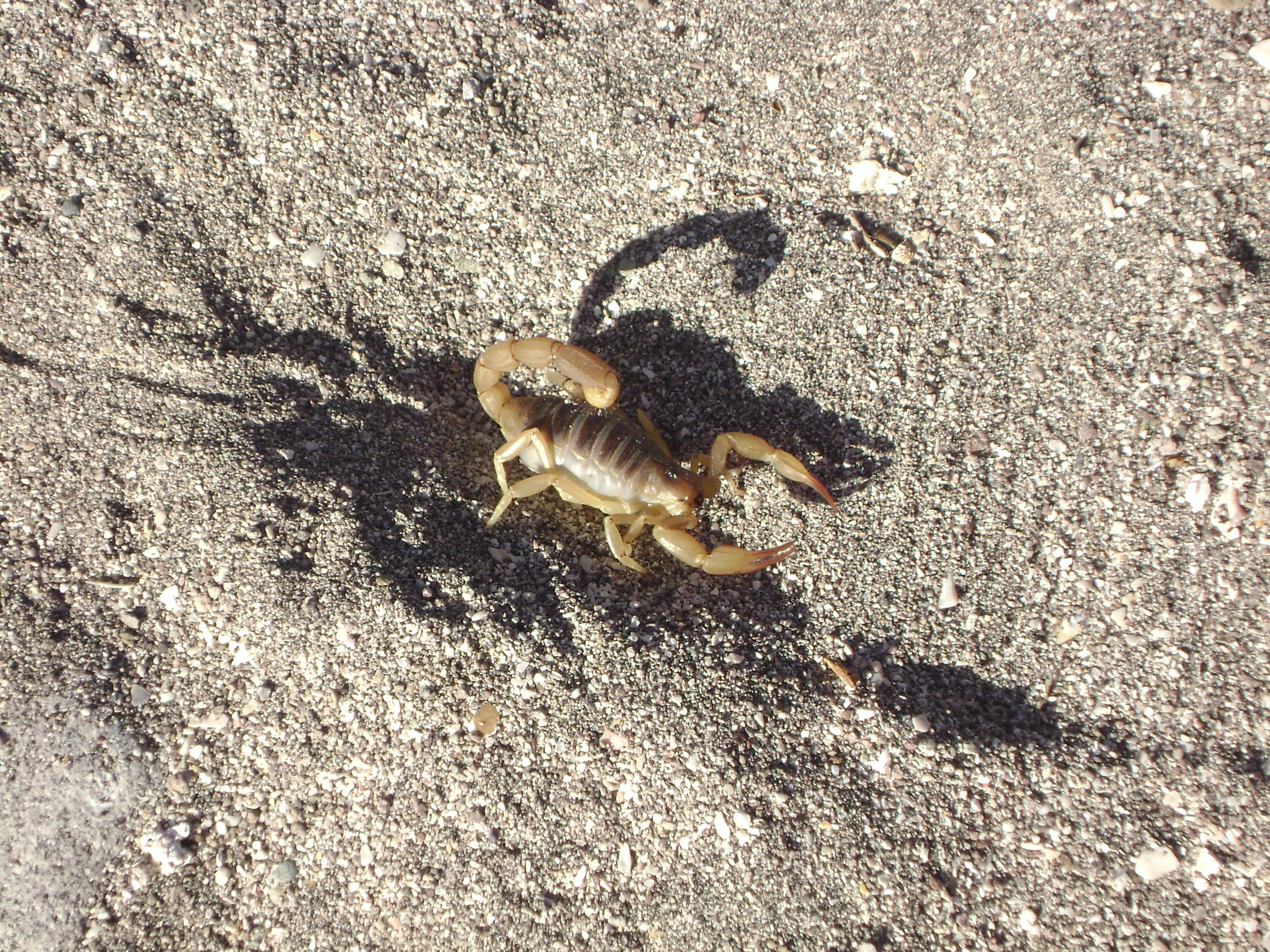 A scorpion on the beach at Danzante