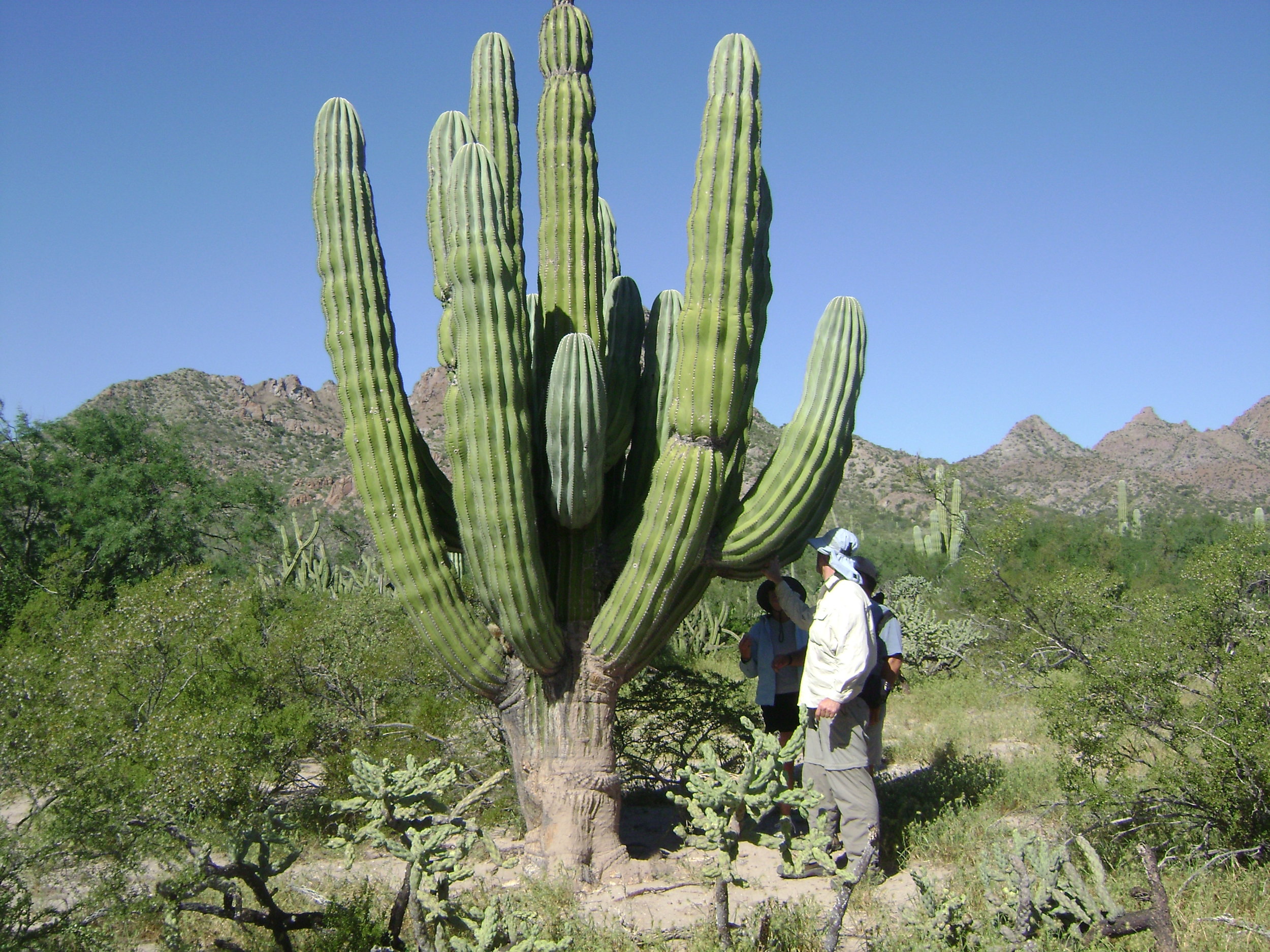 A cardon cactus