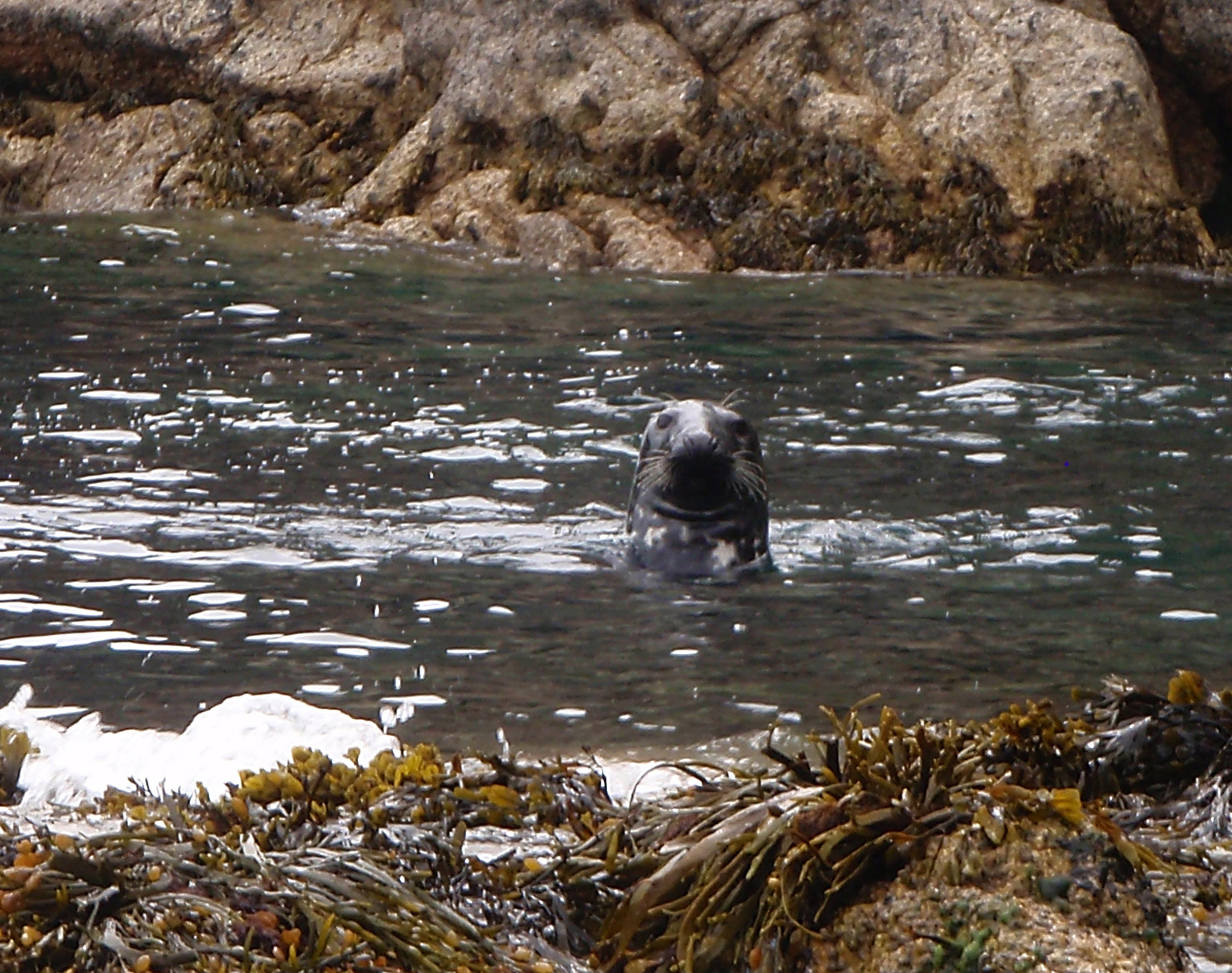 One of Lundy's many seals