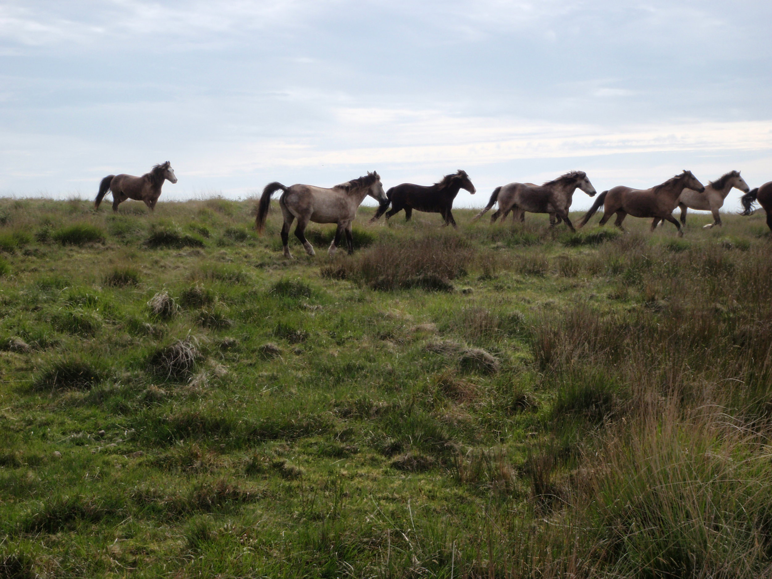 The wild ponies of Lundy