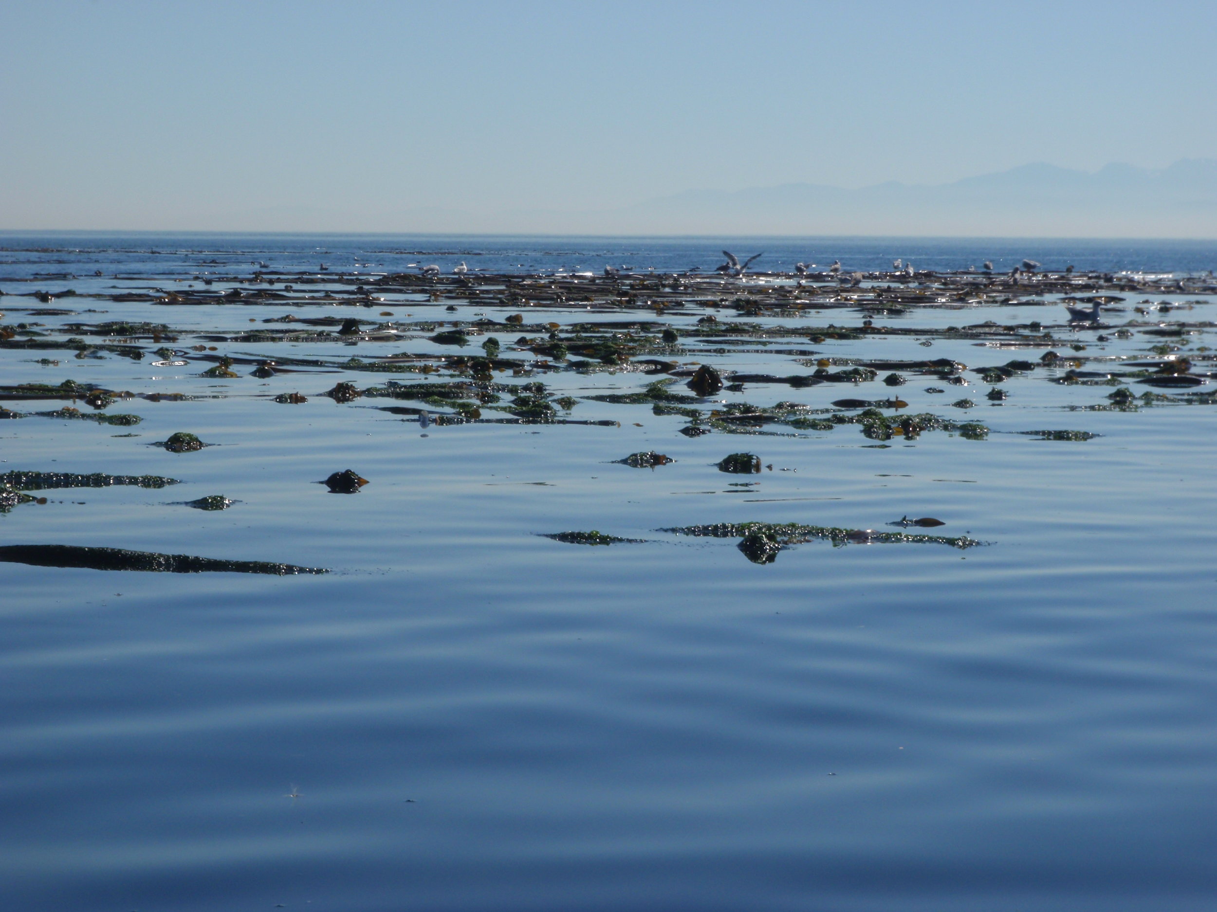 Waiting for whales