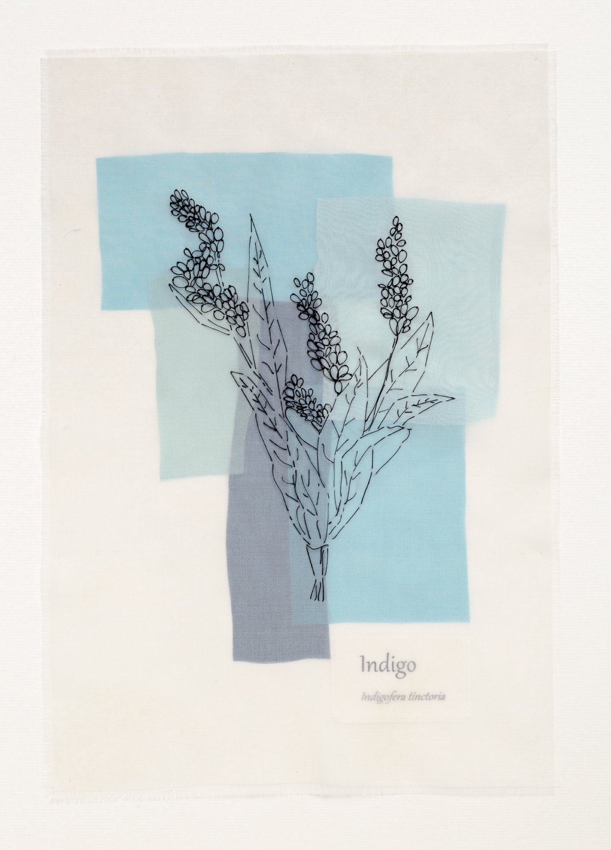Botanical drawing - Indigo