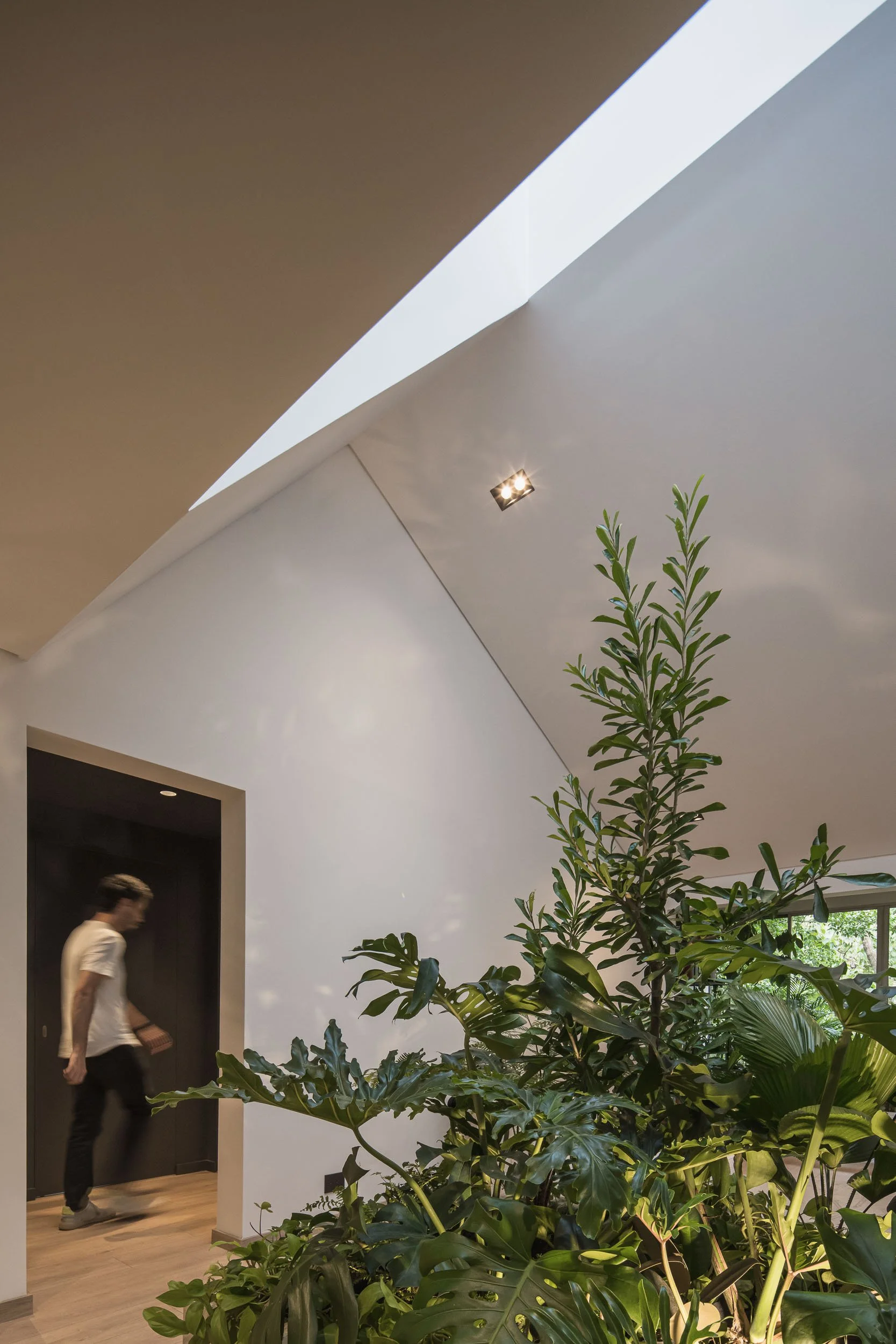 Tragaluz en techo inclinado sobre jardín interior en Guadalajara 602, una reforma diseñada por Toledo Estudio de Arquitectura en un apartamento en Medellín.