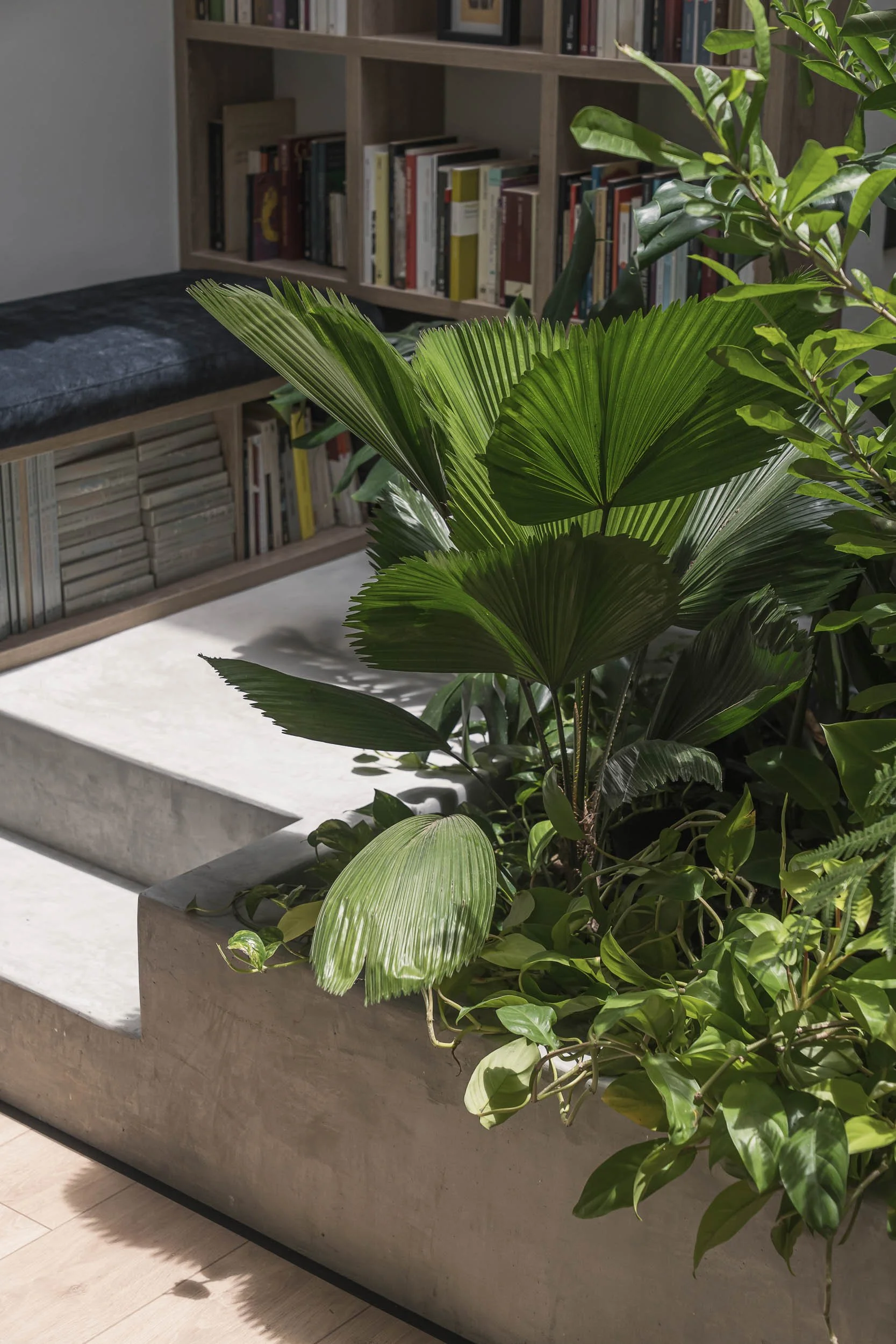 Detalle de una jardinera interior en concreto con peldaños para subir a un reading nook, iluminado con luz natural.