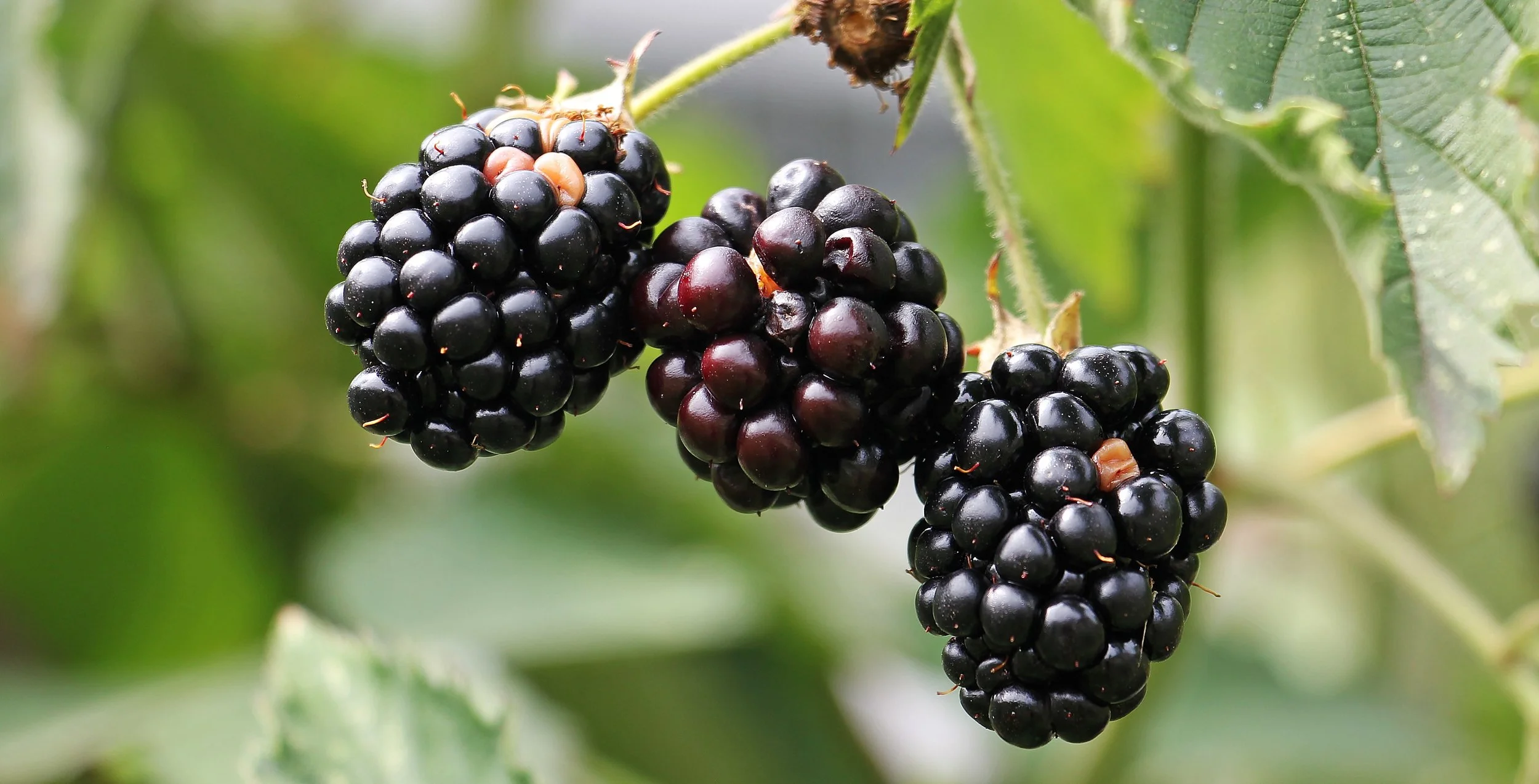 blackberries-bramble-berries-bush-134581.jpeg