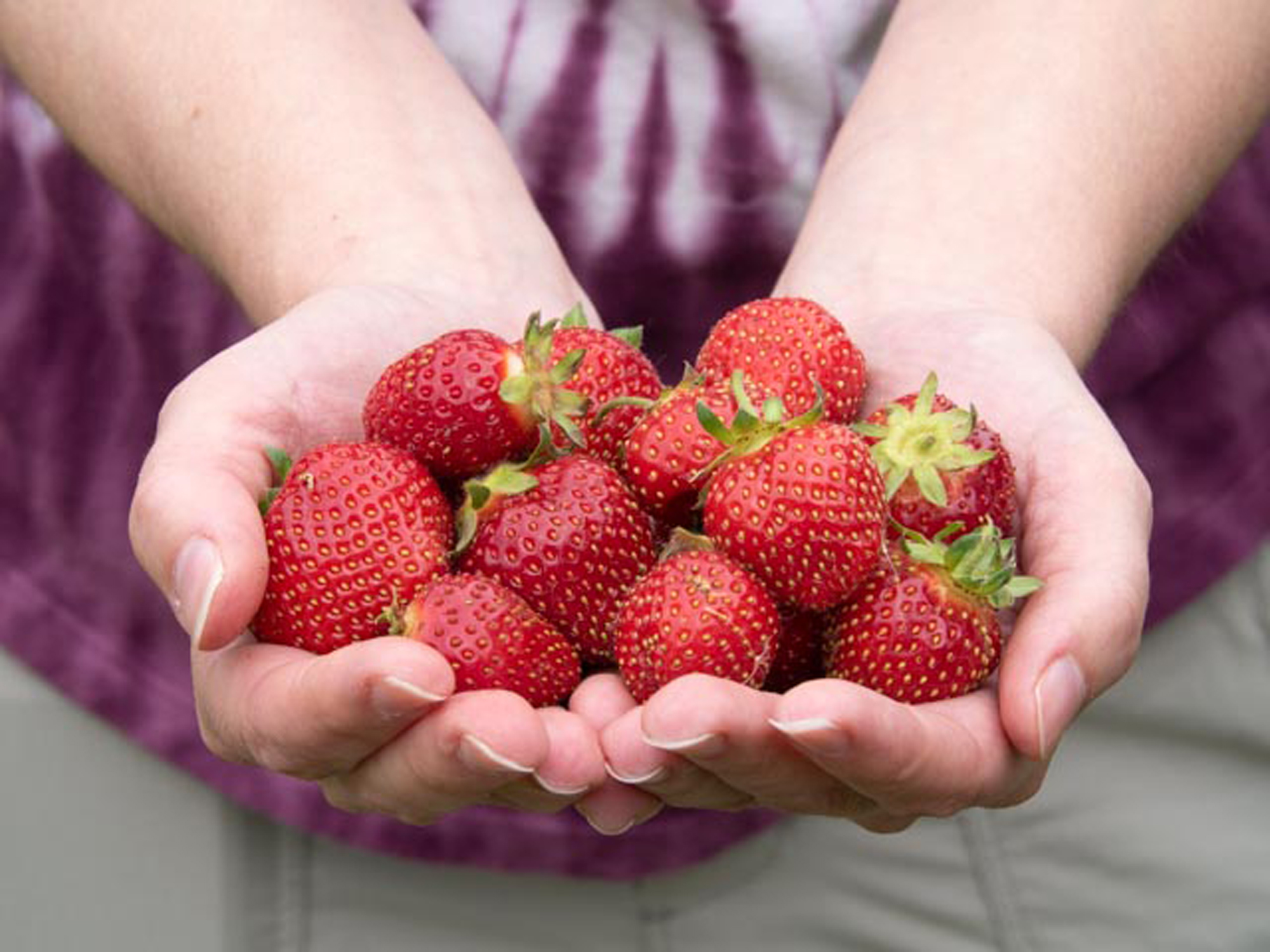 When to Remove Straw from Strawberries in 2020