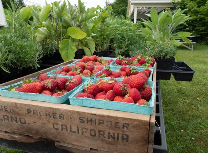 2018 New York State Berry Market Analysis