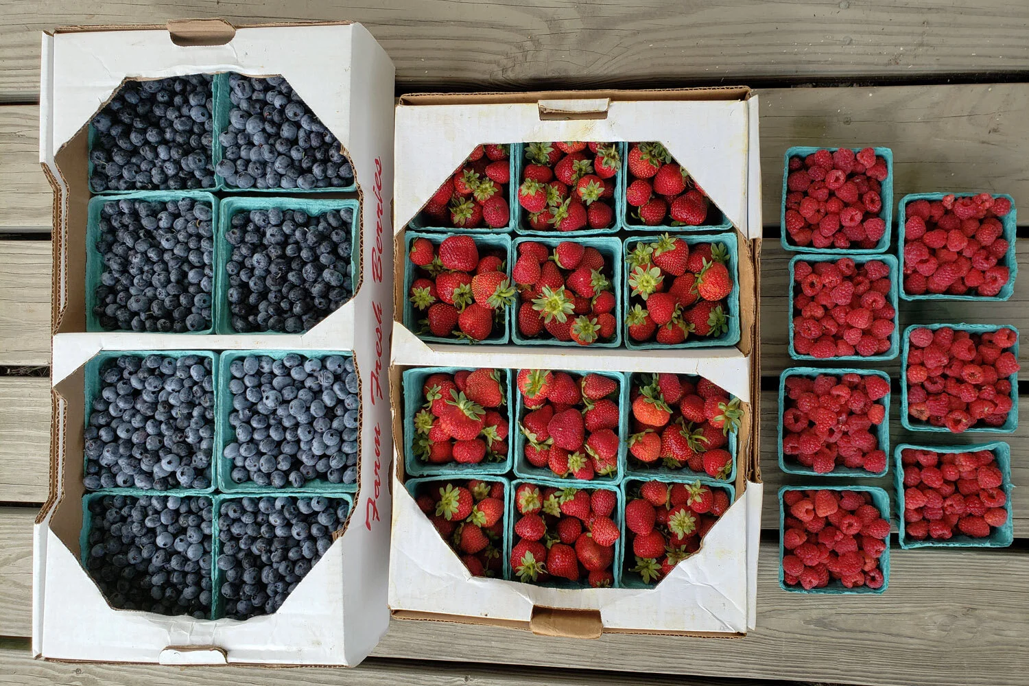 Innovation Is the Focus of the 2020 Empire Producers EXPO Berry Sessions