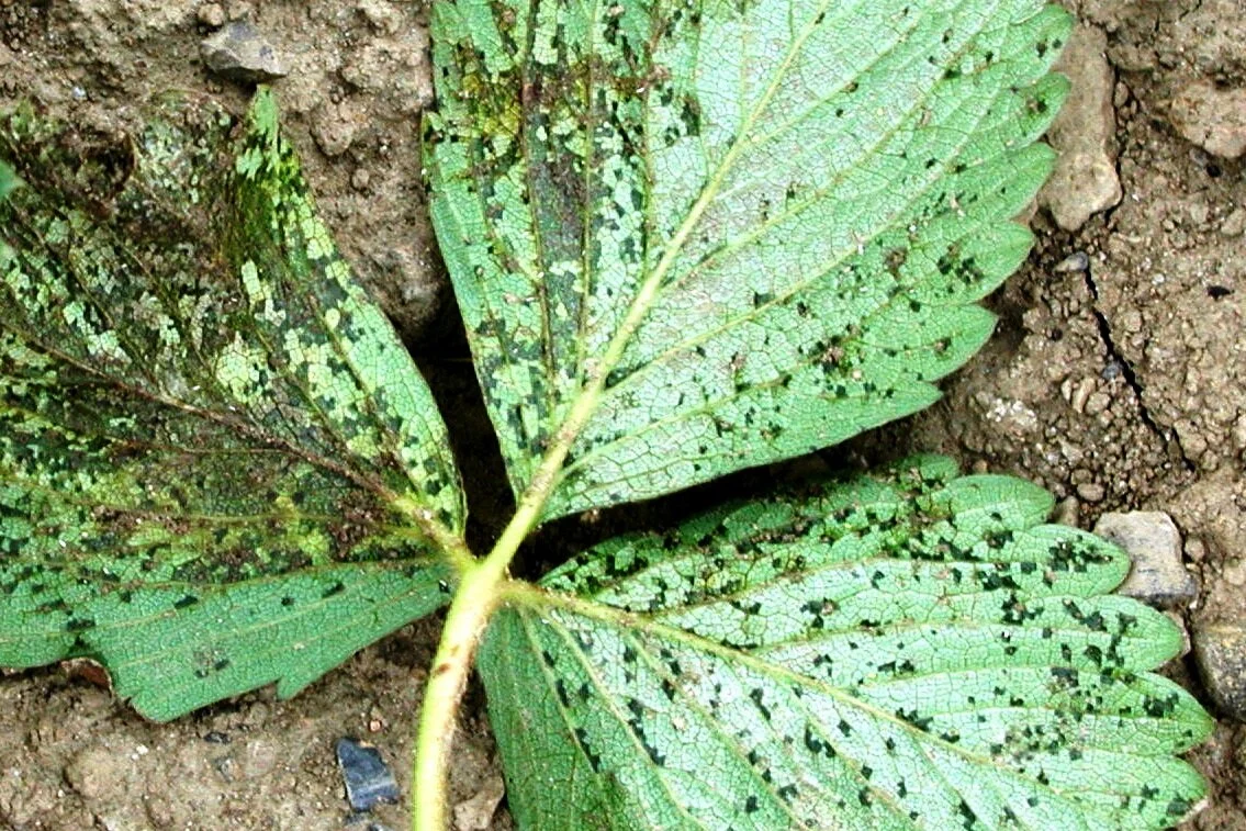 Berry Disease Snapshot: Angular Leaf Spot of Strawberry